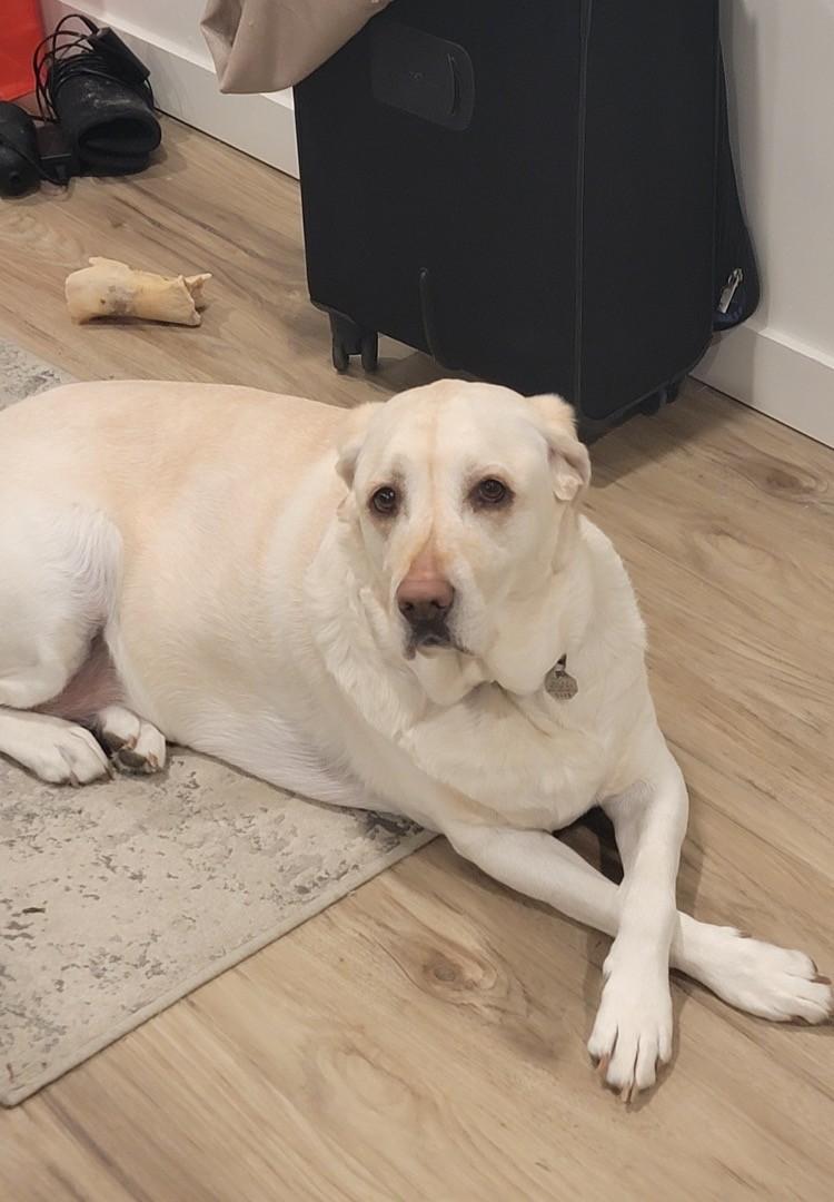 Enlarge Zoey, a ADOPTABLE Labrador Retriever in Salt Lake City, UT image 5/6