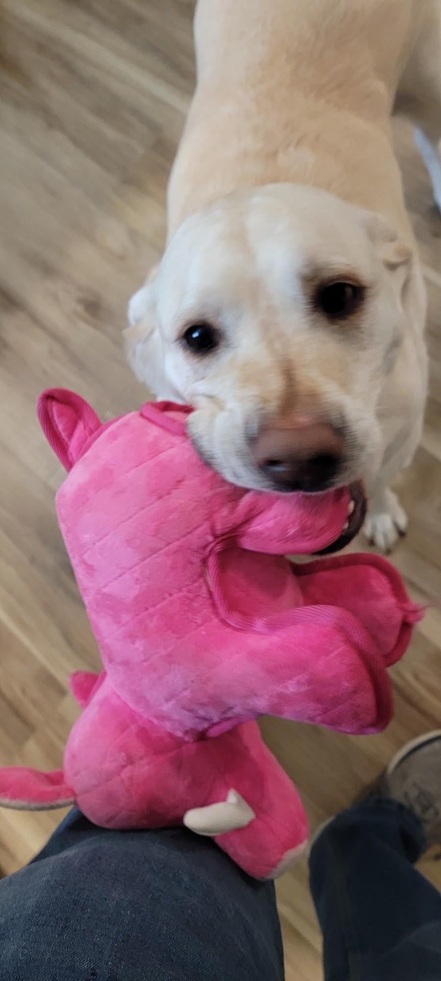 Enlarge Zoey, a ADOPTABLE Labrador Retriever in Salt Lake City, UT image 6/6