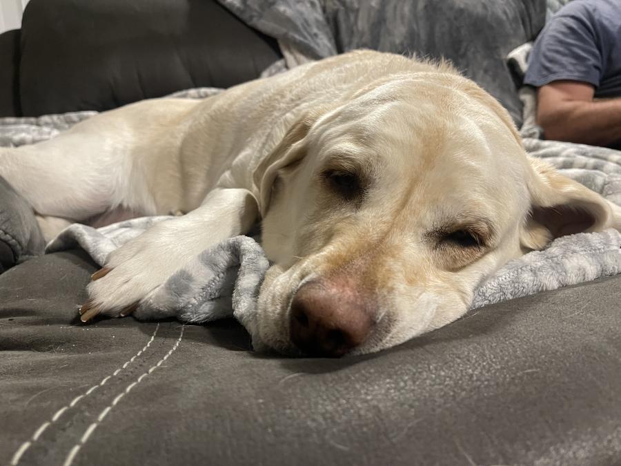 Enlarge Zoey, a ADOPTABLE Labrador Retriever in Salt Lake City, UT image 2/6