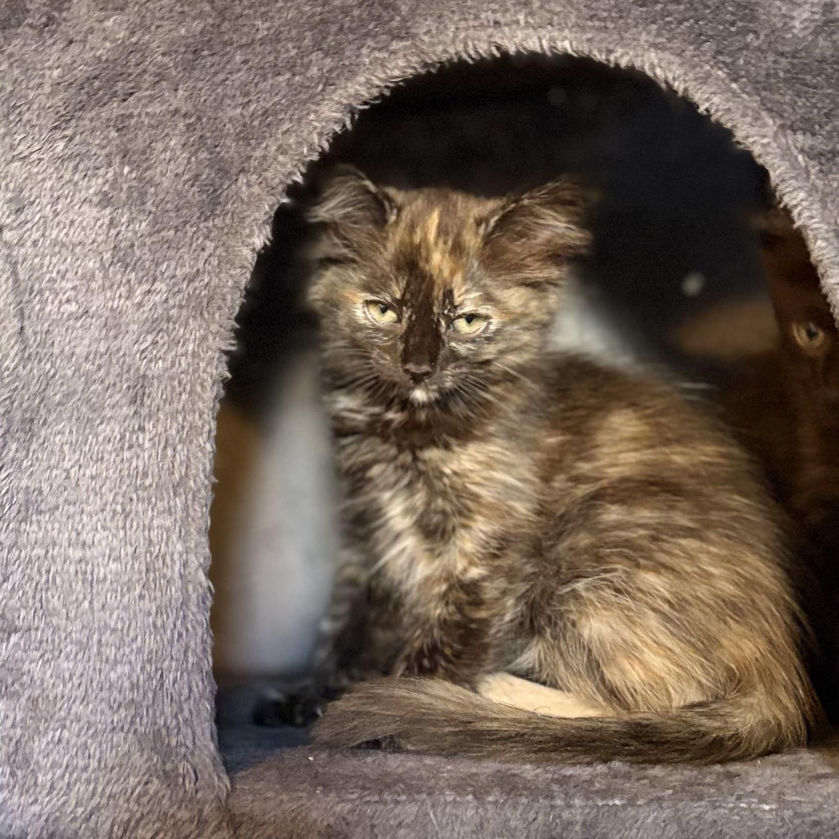 Clove is a gentle sweetheart with a heart full of cuddles and a passion for bisc