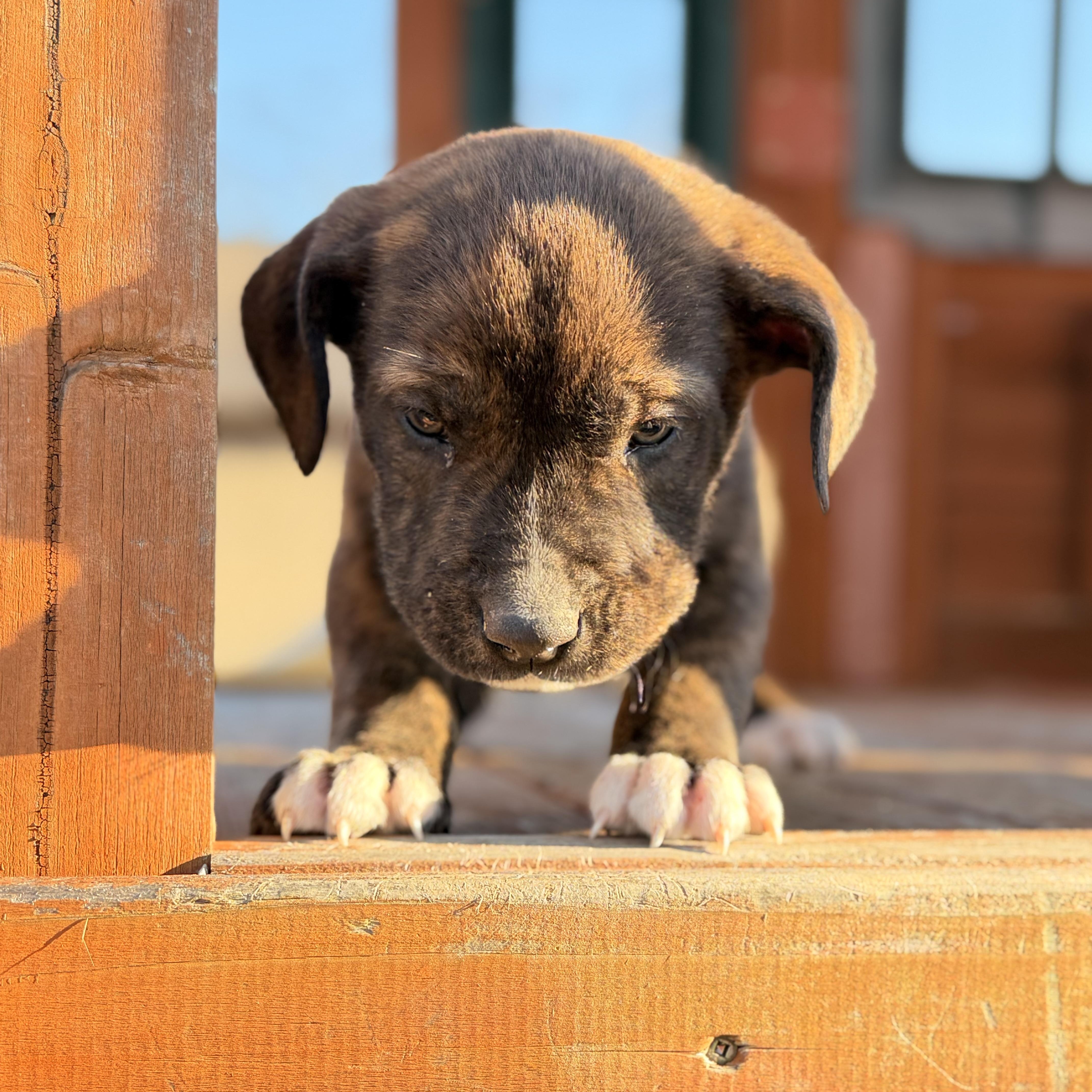 Enlarge Thor, an adopted mixed breed in Hartford, CT image 4/6
