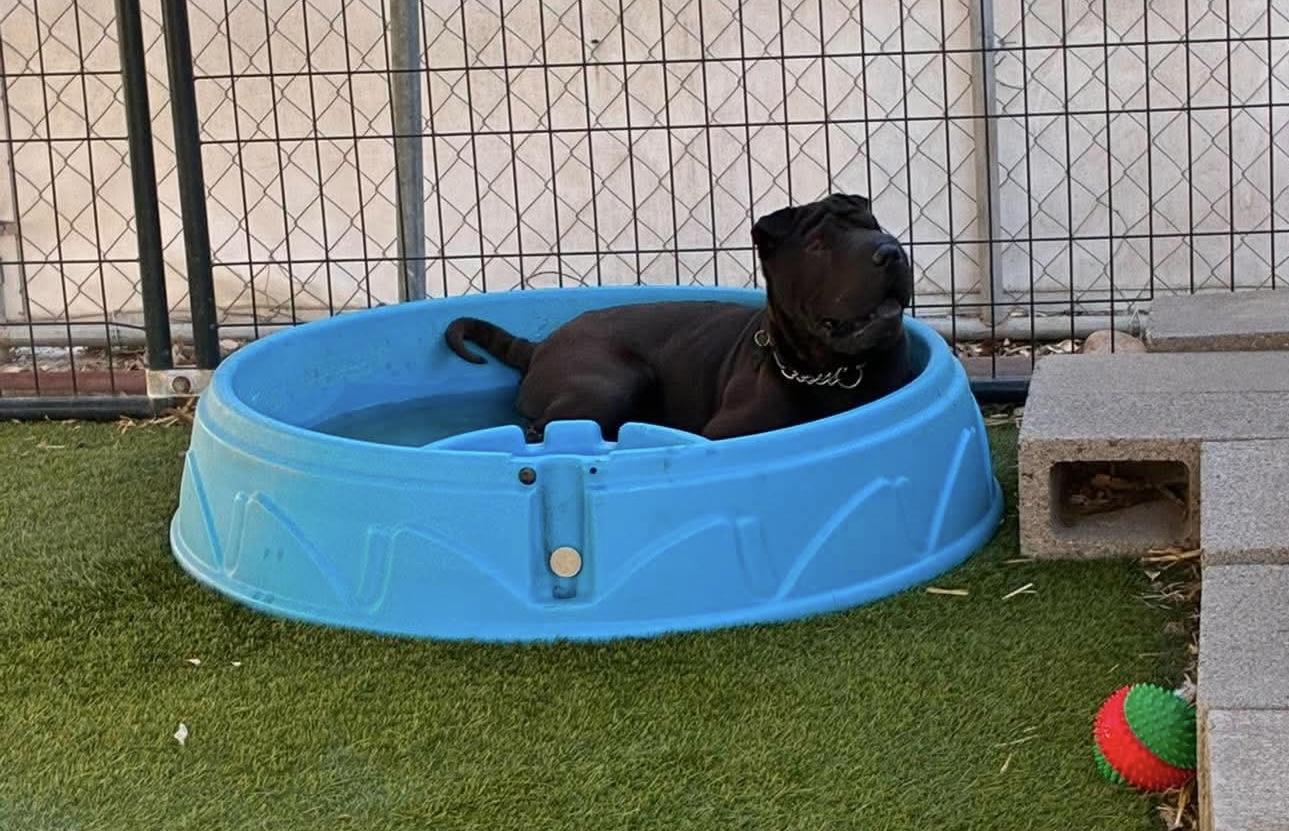 Enlarge New LONDON, a ADOPTABLE Shar-Pei in Vancouver, BC image 3/4