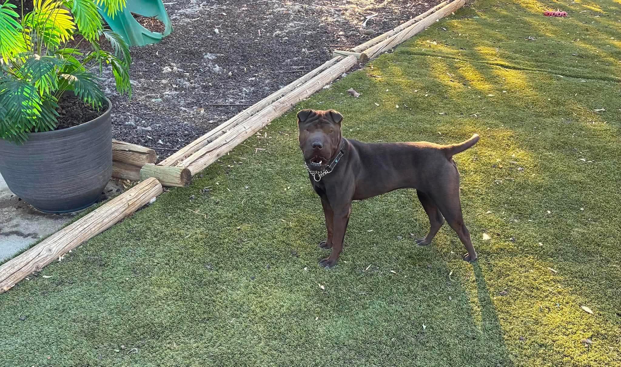 New LONDON, ADOPTABLE, Young Female Shar-Pei.