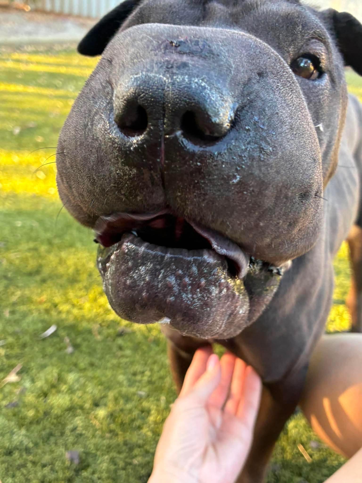 Enlarge New LONDON, a ADOPTABLE Shar-Pei in Vancouver, BC image 2/4