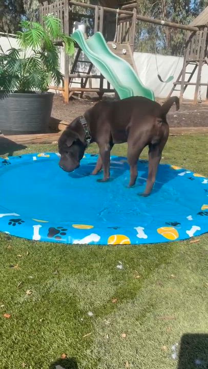 Enlarge New LONDON, a ADOPTABLE Shar-Pei in Vancouver, BC video 4/4