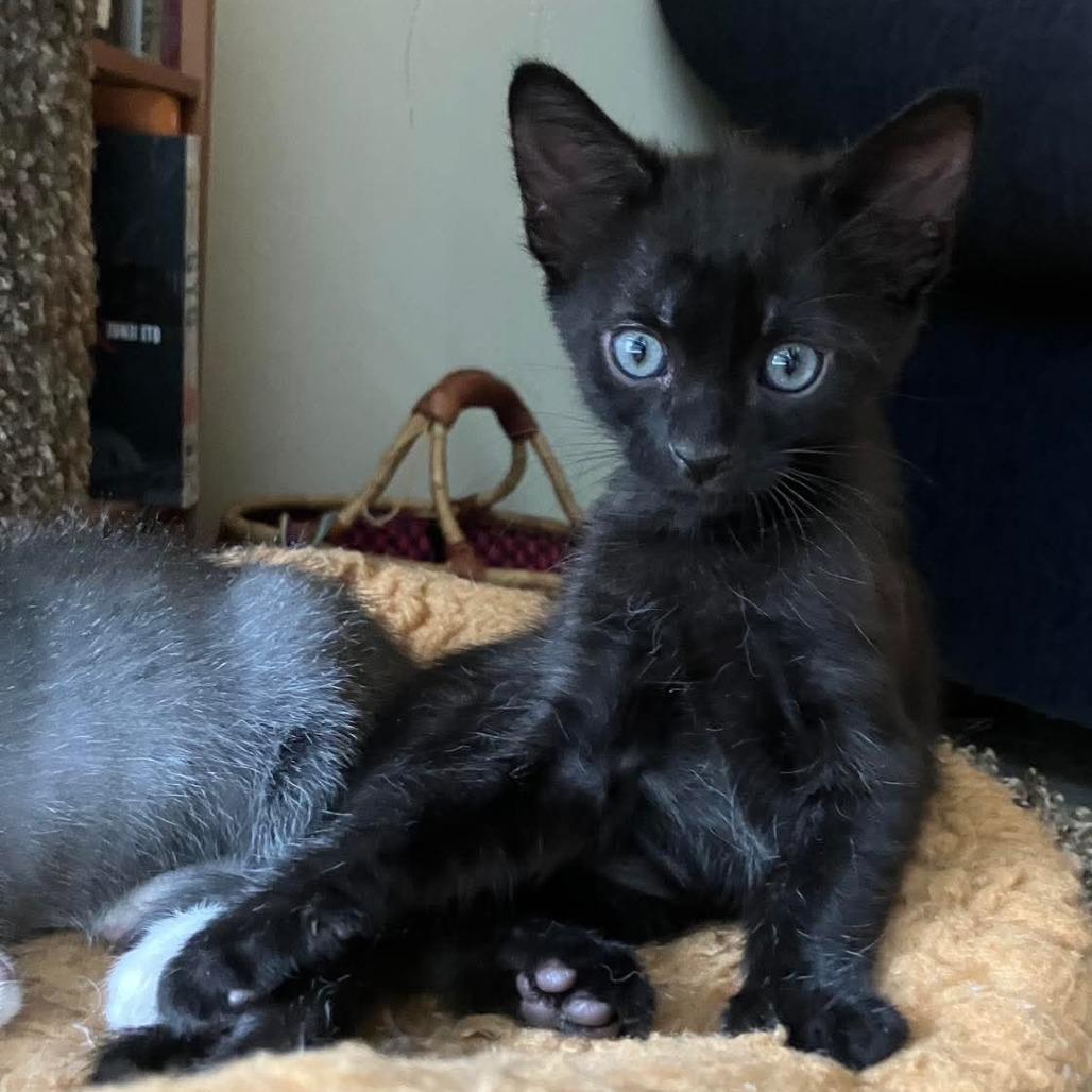 Apollo, a Adoptable Domestic Short Hair in Tallahassee, FL image 1/3