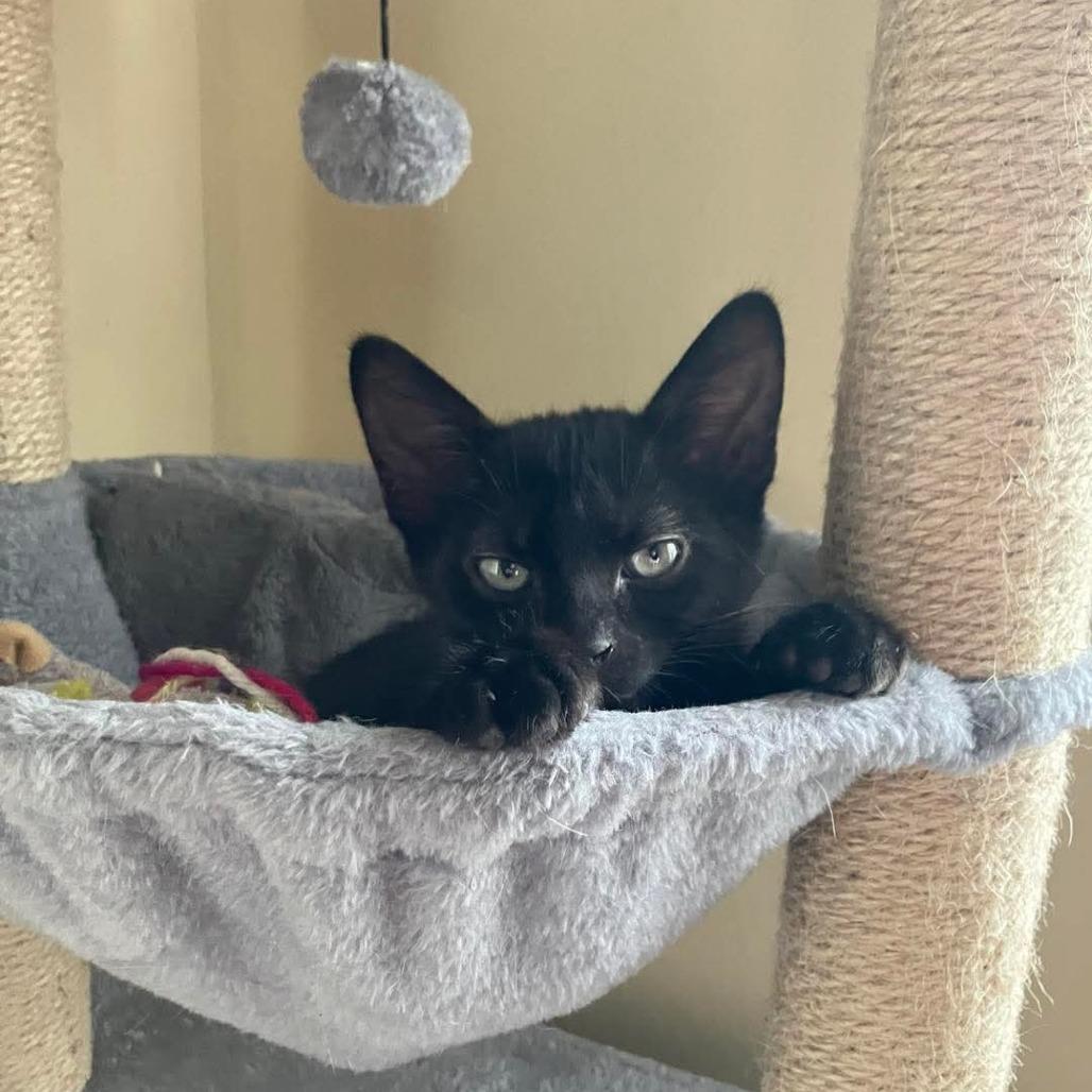 Apollo, a Adoptable Domestic Short Hair in Tallahassee, FL image 2/3