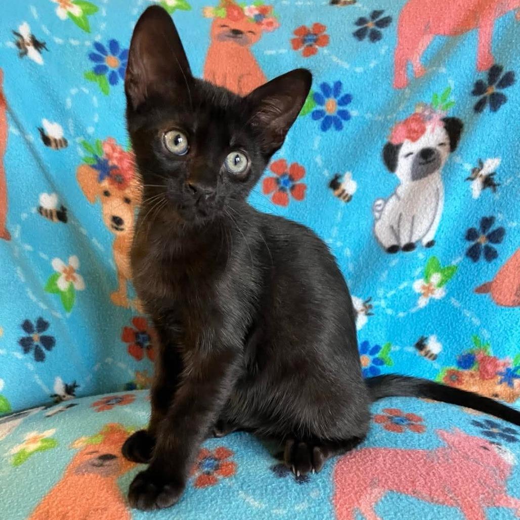 Apollo, a Adoptable Domestic Short Hair in Tallahassee, FL image 3/3