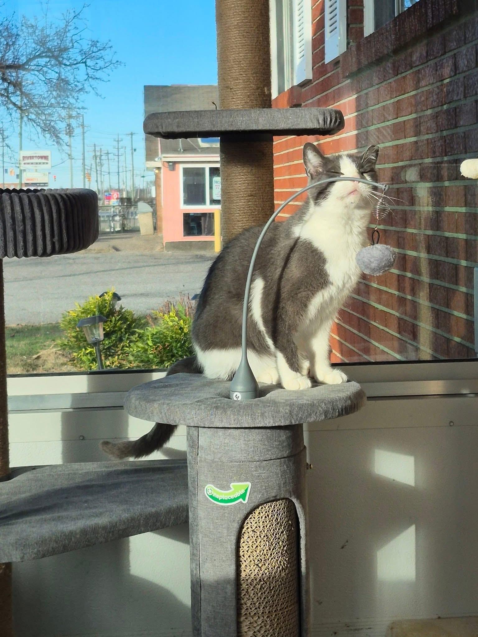 Enlarge Bugsy, a Adoptable Domestic Short Hair in Jeffersonville, IN image 1/2