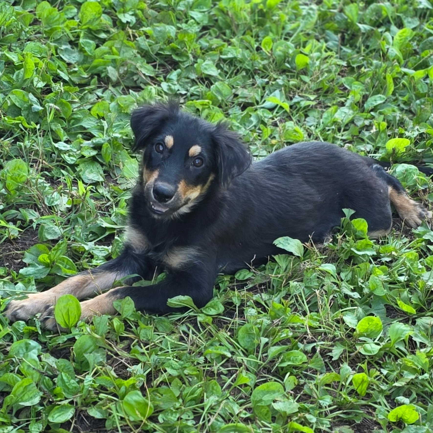 Enlarge Olive, a Adopted mixed breed in Anderson, SC image 2/6
