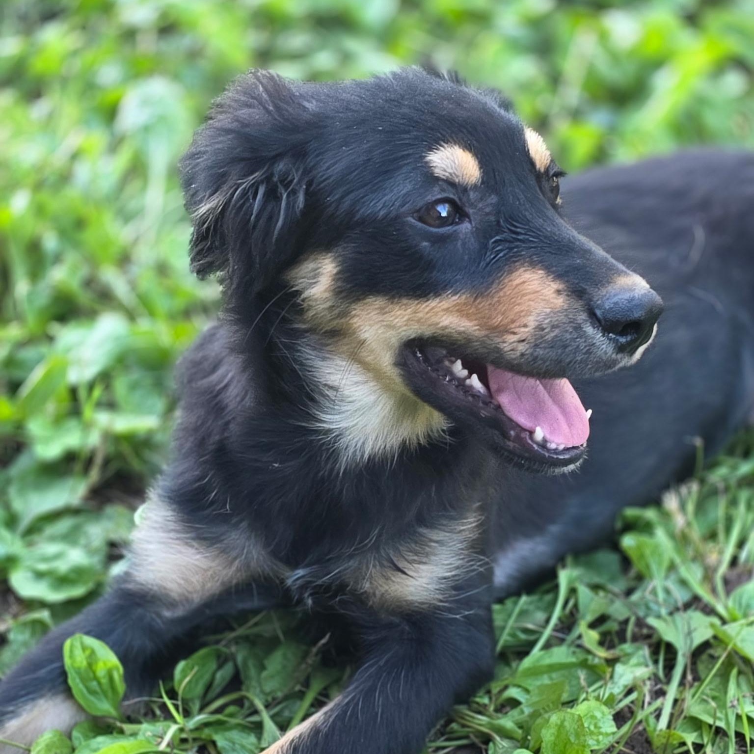 Enlarge Olive, a Adopted mixed breed in Anderson, SC image 3/6