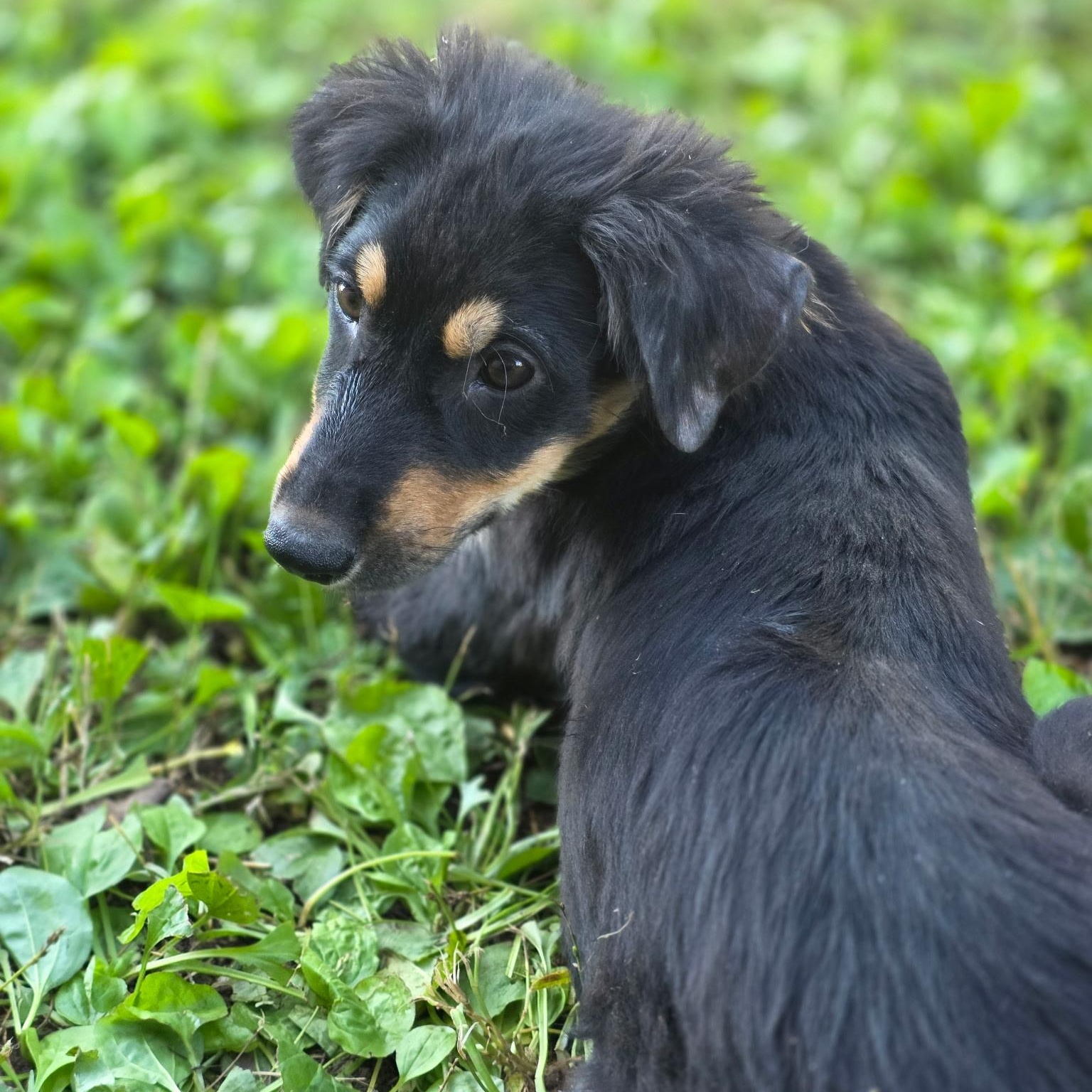 Enlarge Olive, a Adopted mixed breed in Anderson, SC image 5/6