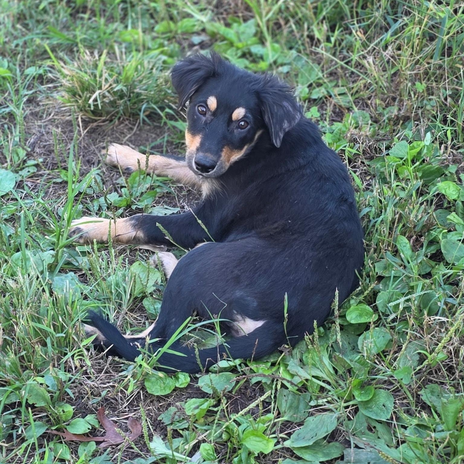 Enlarge Olive, a Adopted mixed breed in Anderson, SC image 6/6