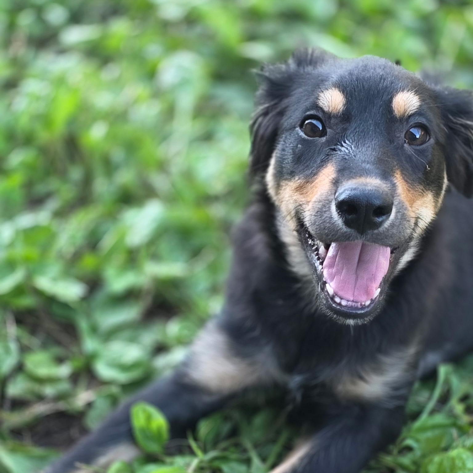 Enlarge Olive, a Adopted mixed breed in Anderson, SC image 4/6