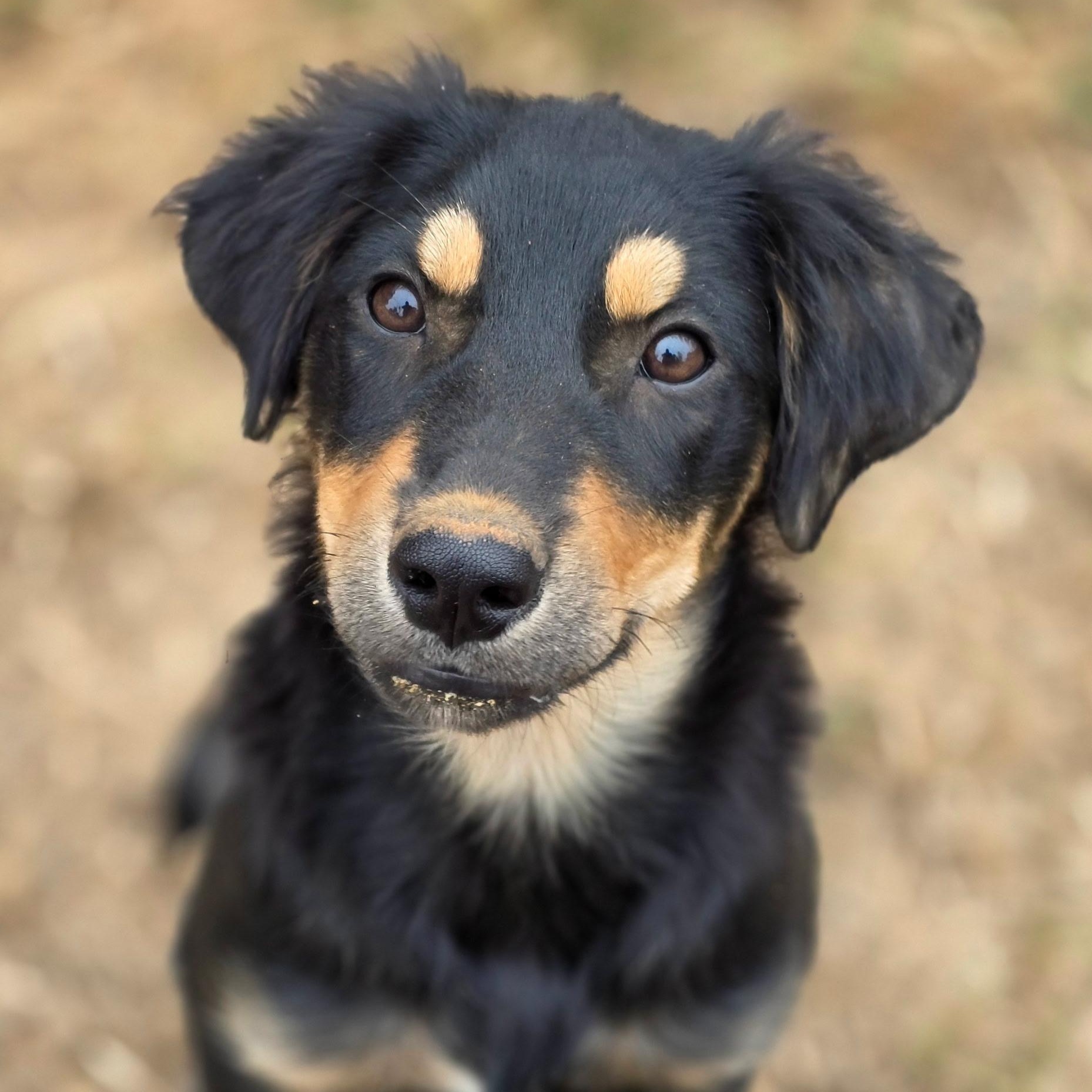 Olive, Adopted, Puppy Female Australian Shepherd.