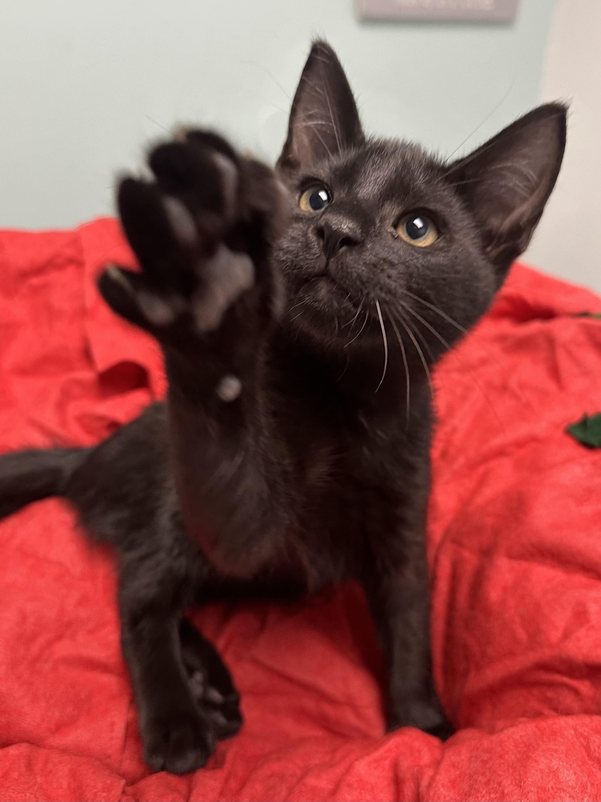 Enlarge Midnight, a ADOPTABLE Domestic Short Hair in Miami, FL image 1/4