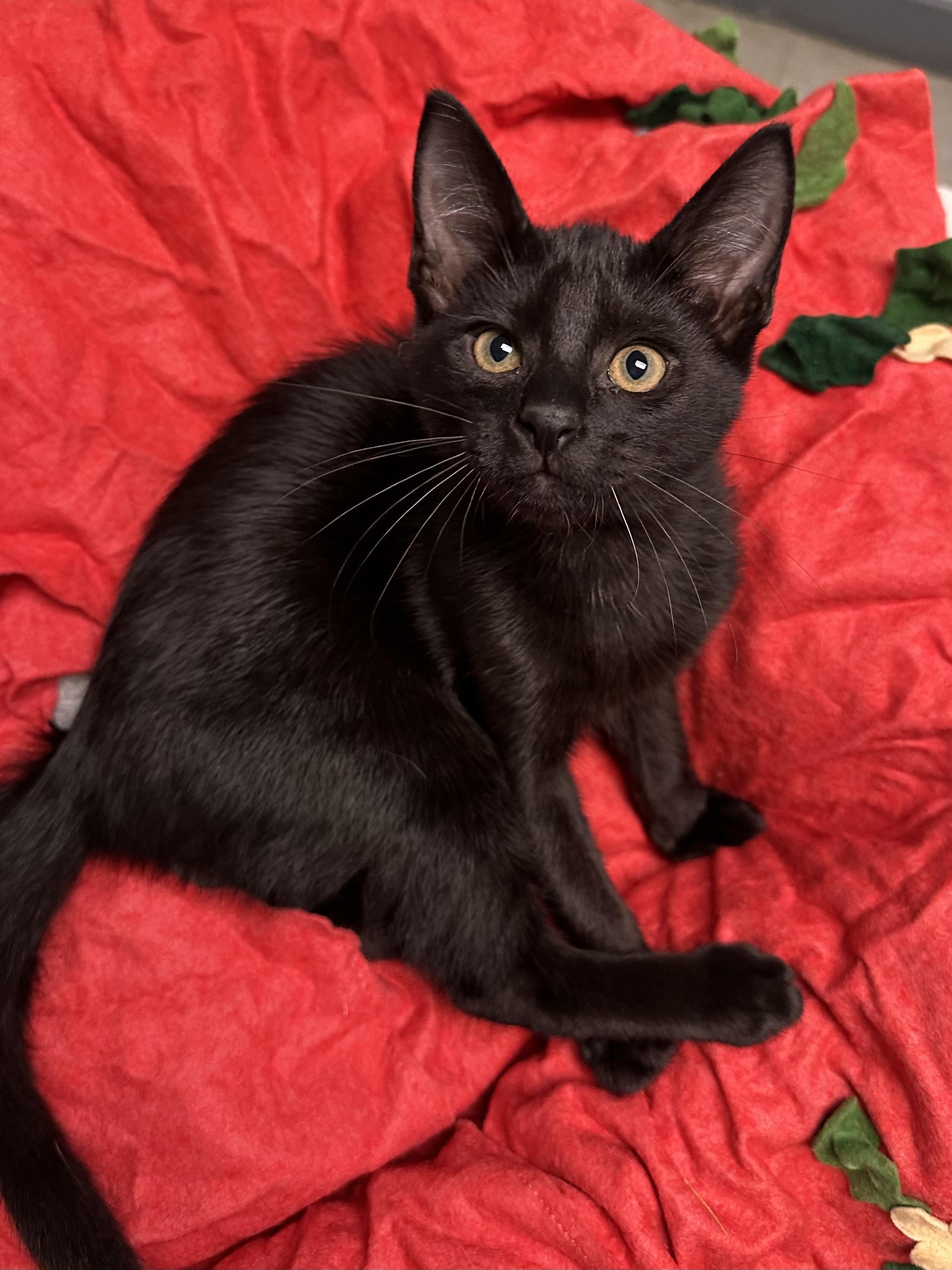 Enlarge Midnight, a ADOPTABLE Domestic Short Hair in Miami, FL image 3/4
