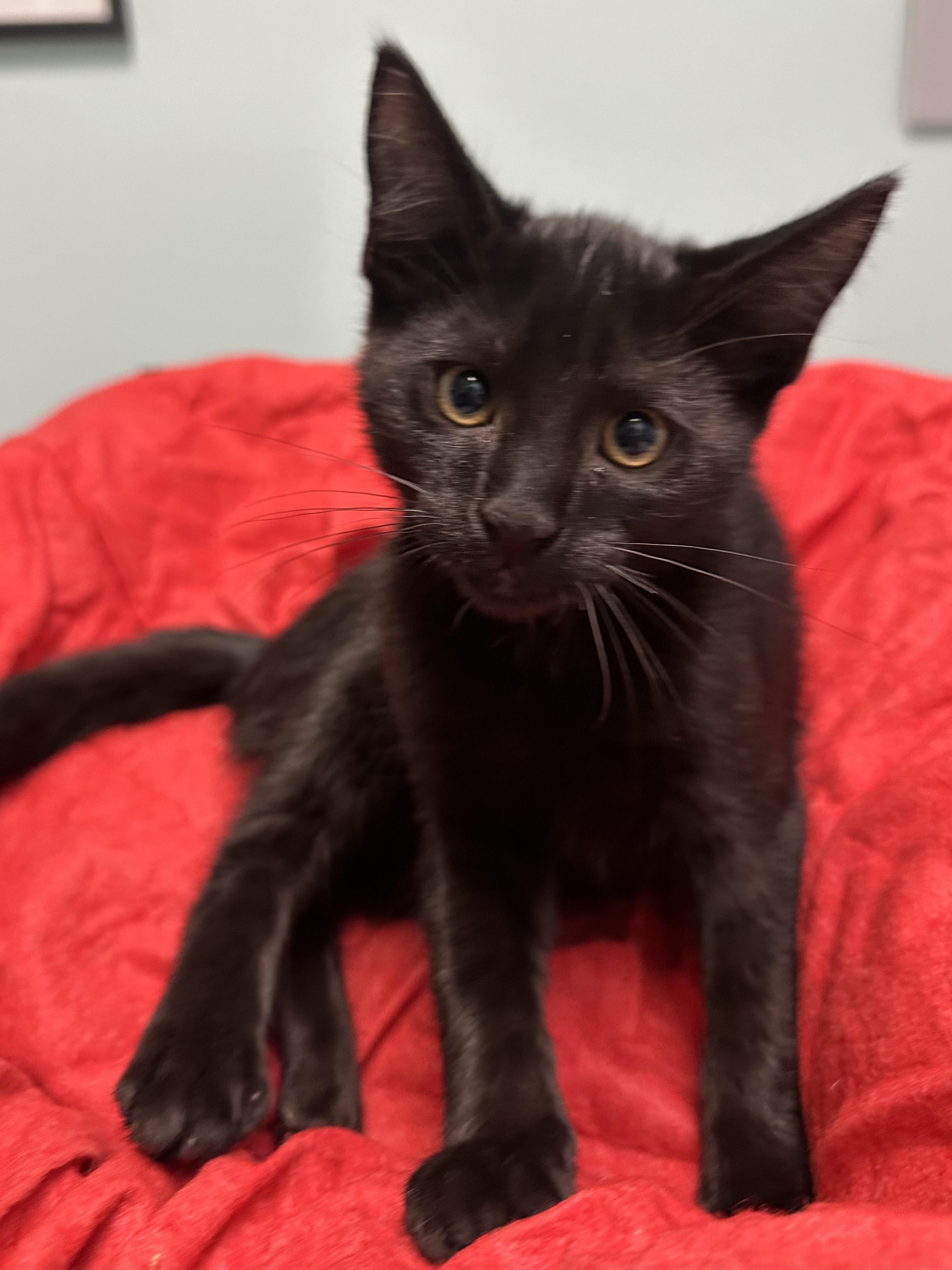 Enlarge Midnight, a ADOPTABLE Domestic Short Hair in Miami, FL image 4/4