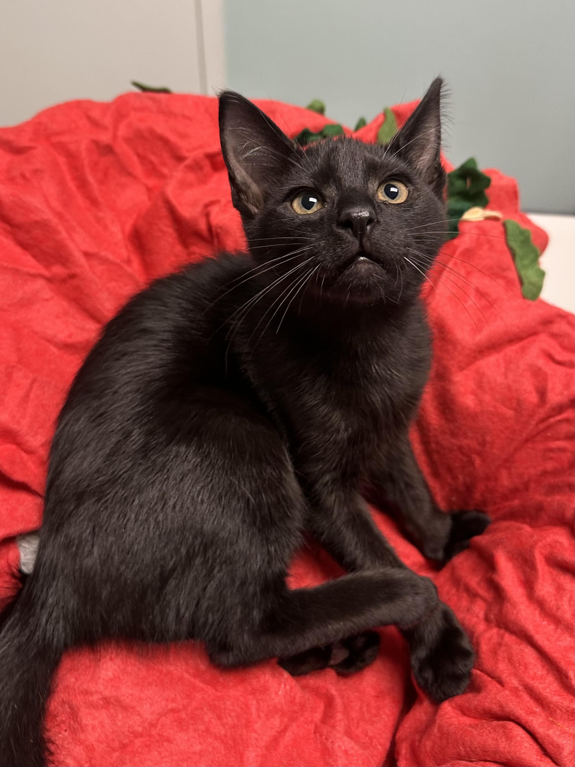 Enlarge Midnight, a ADOPTABLE Domestic Short Hair in Miami, FL image 2/4