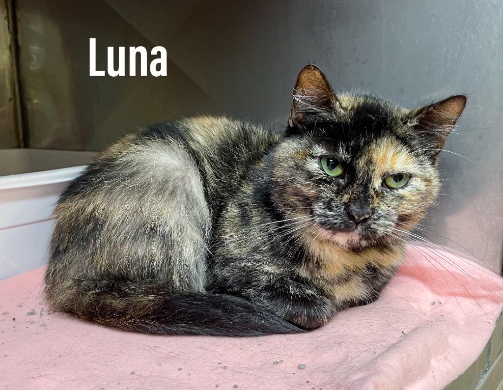 Enlarge Luna, a Adoptable mixed breed in Clearfield, KY image 1/1