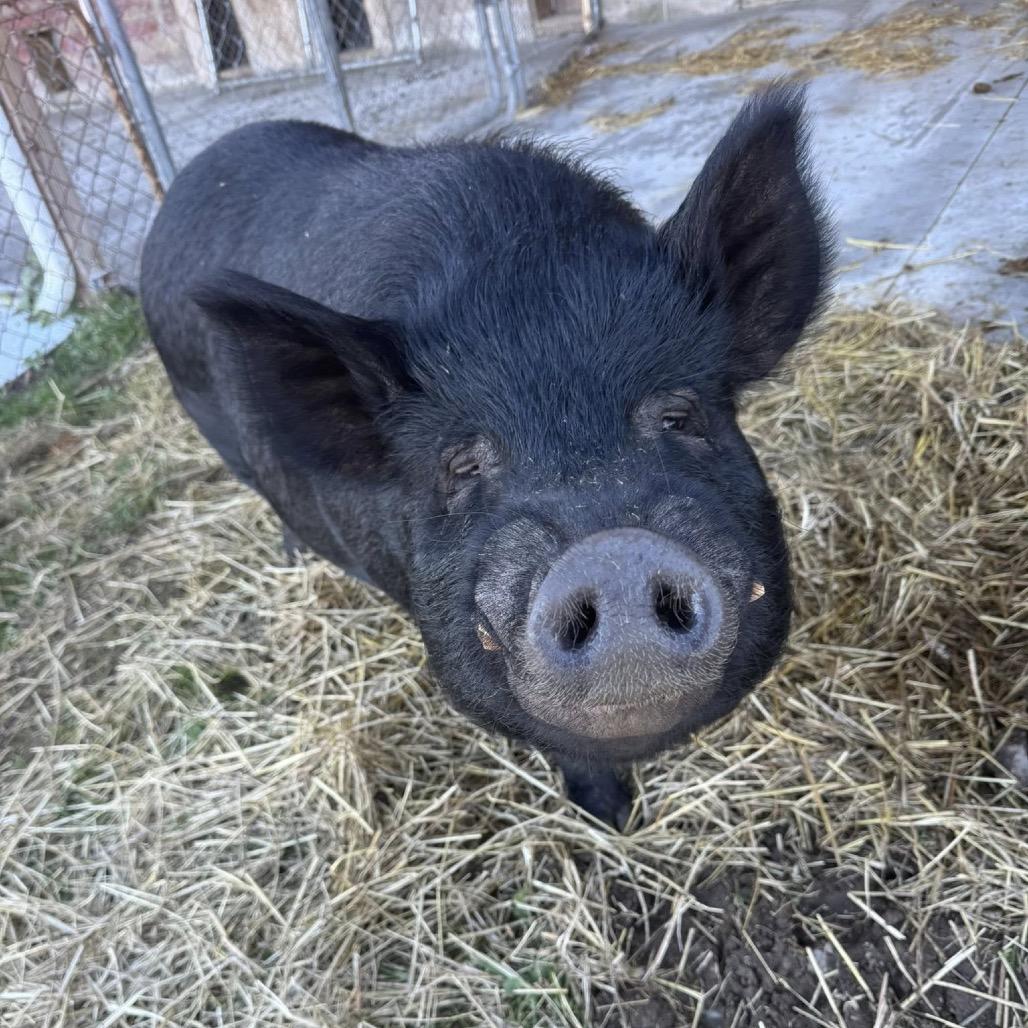 Enlarge Toots, a Adoptable Pig in Ferndale, MI image 1/1