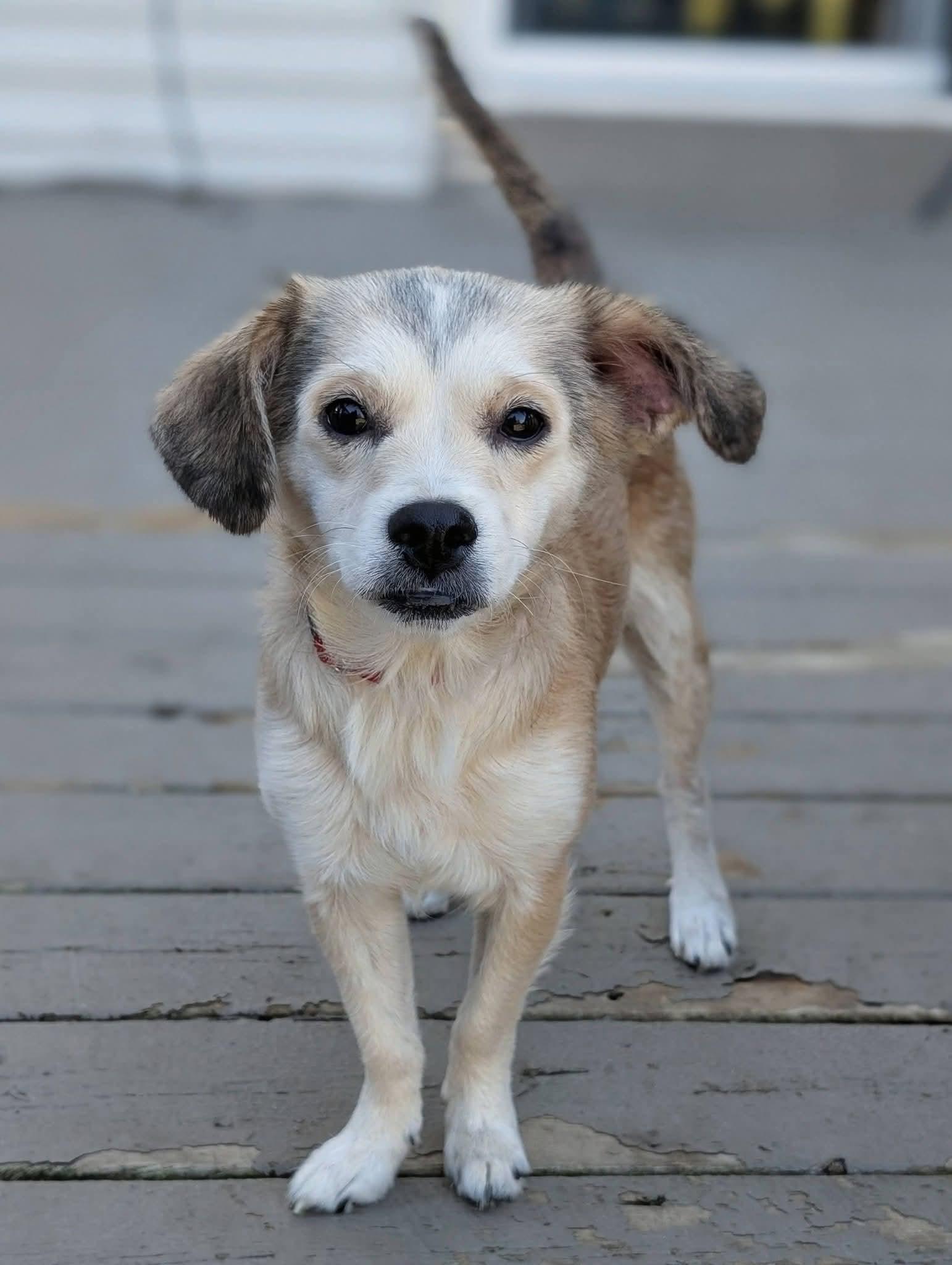 Enlarge Effy, a Adopted mixed breed in Grand Rapids, MI image 1/2