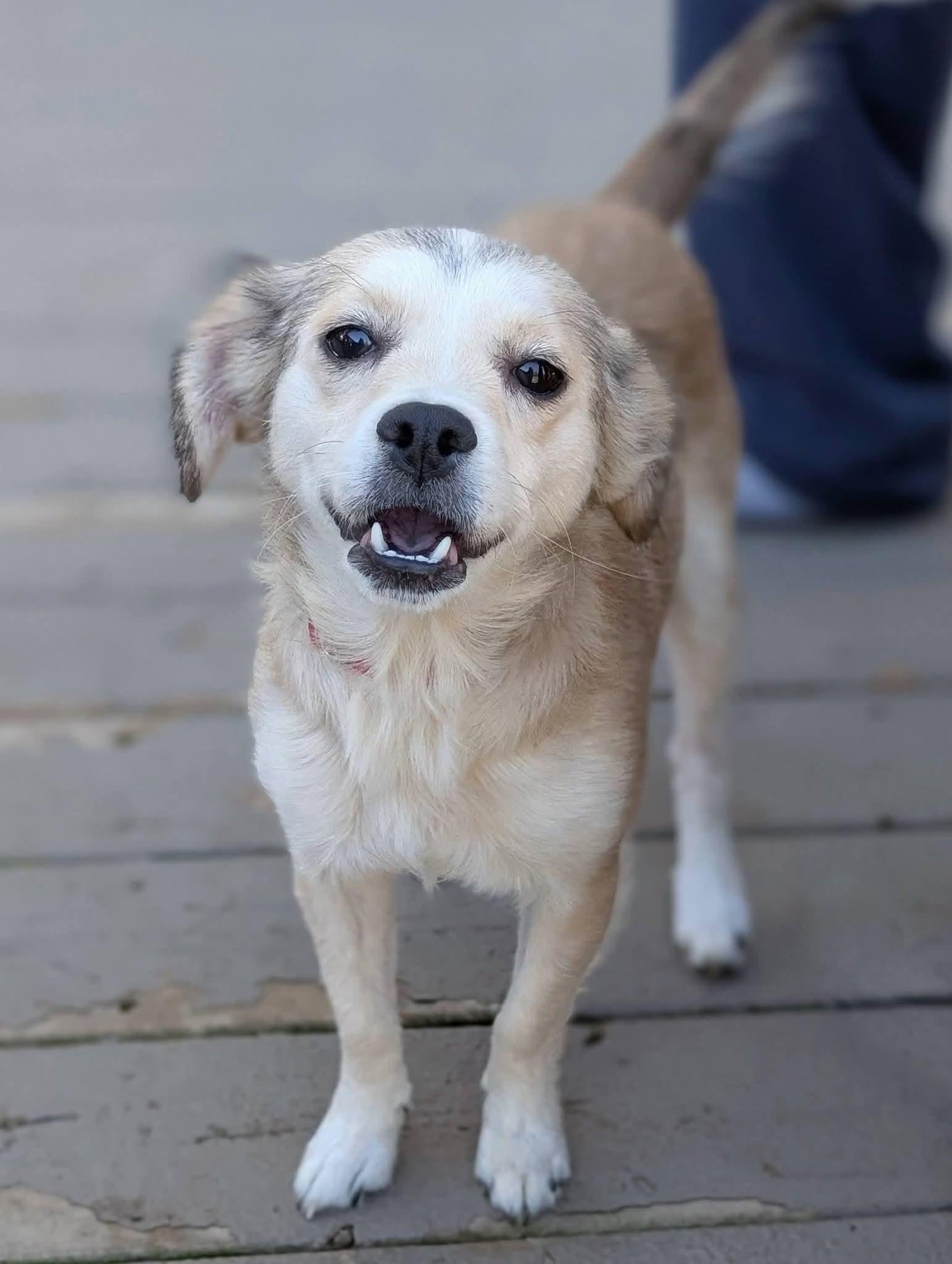 Enlarge Effy, a Adopted mixed breed in Grand Rapids, MI image 2/2