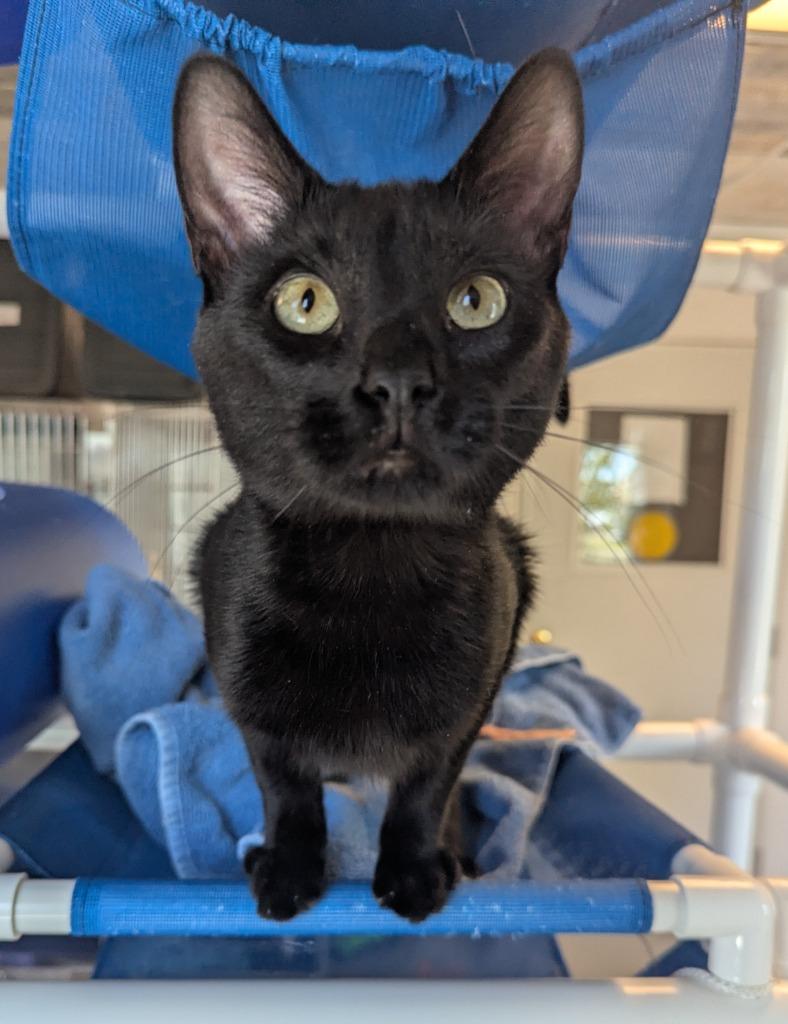 Stitch, Adoptable, Young Male Domestic Short Hair.