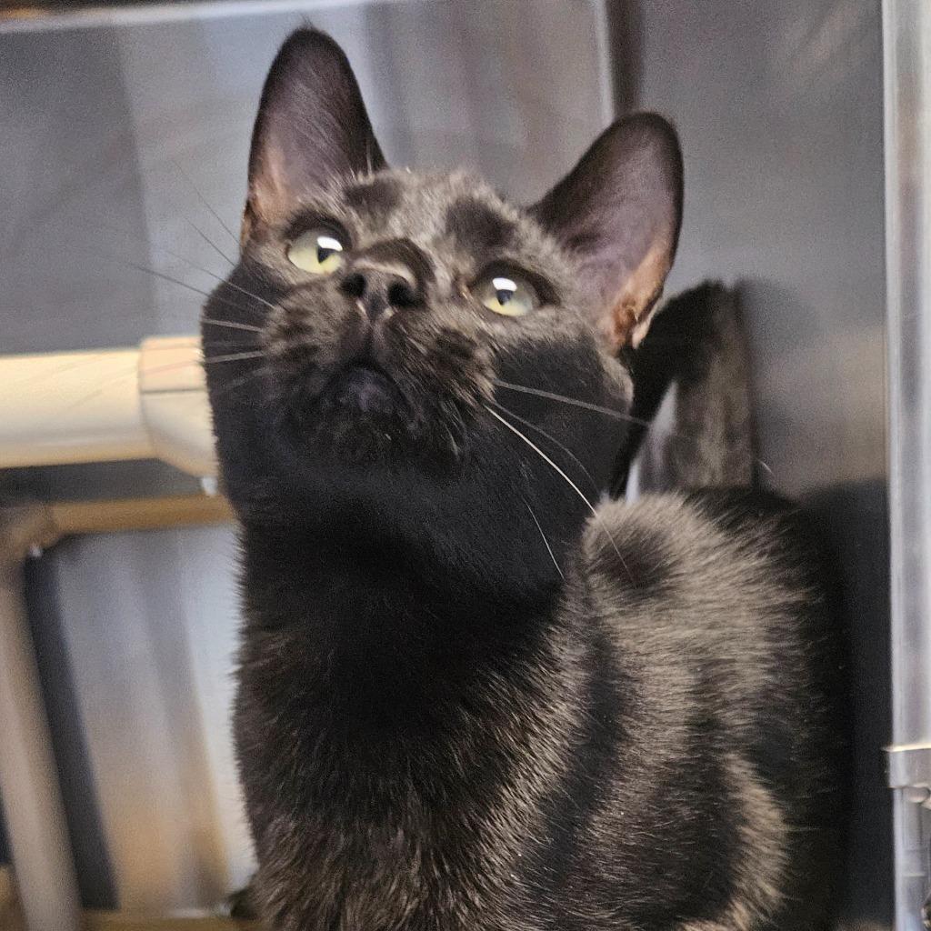 Enlarge Stitch, a Adoptable mixed breed in Barron, WI image 3/6