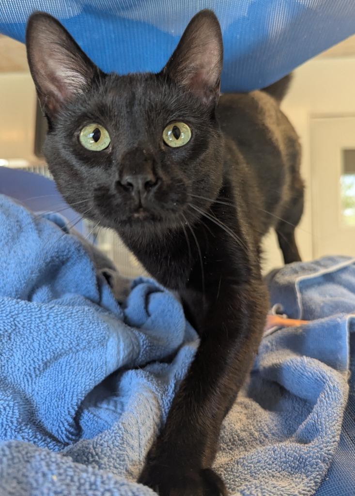 Enlarge Stitch, a Adoptable mixed breed in Barron, WI image 4/6