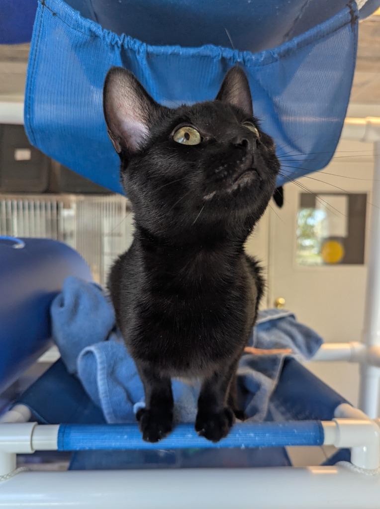 Enlarge Stitch, a Adoptable mixed breed in Barron, WI image 6/6