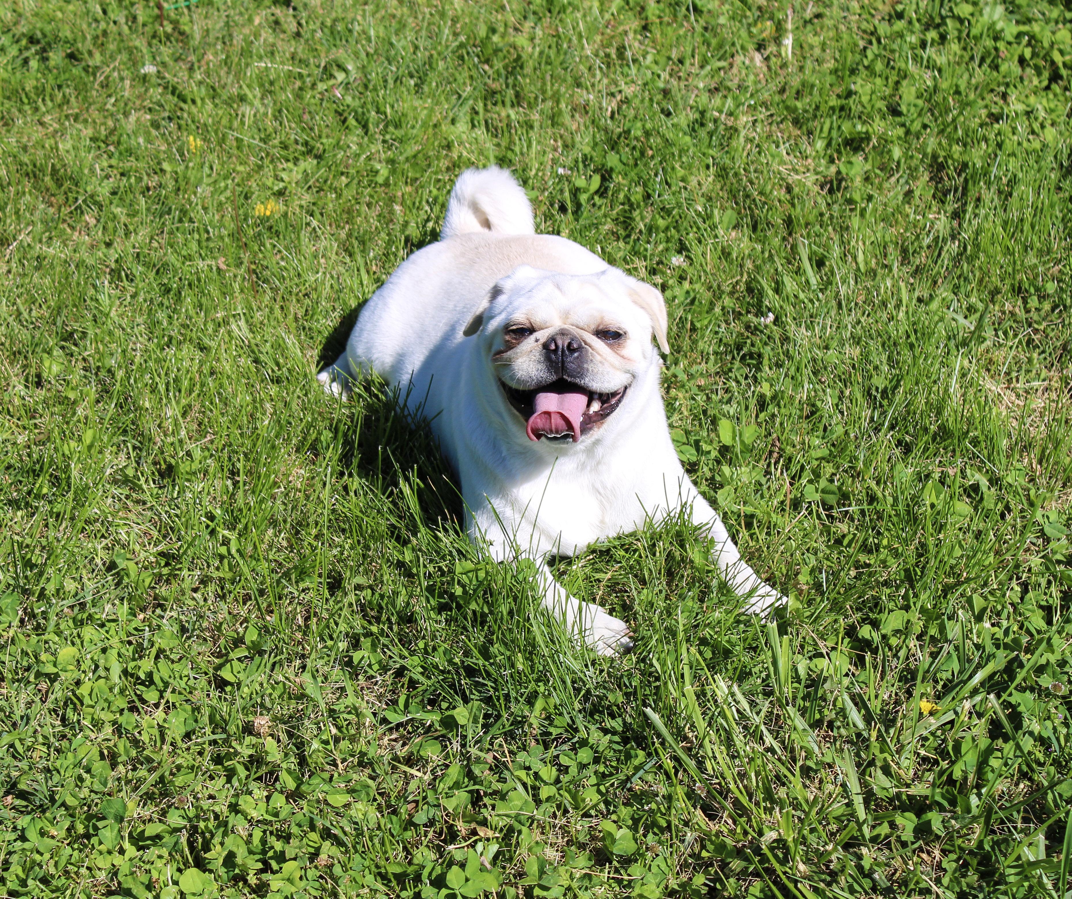 Omelette, adopted, Adult Female Pug.