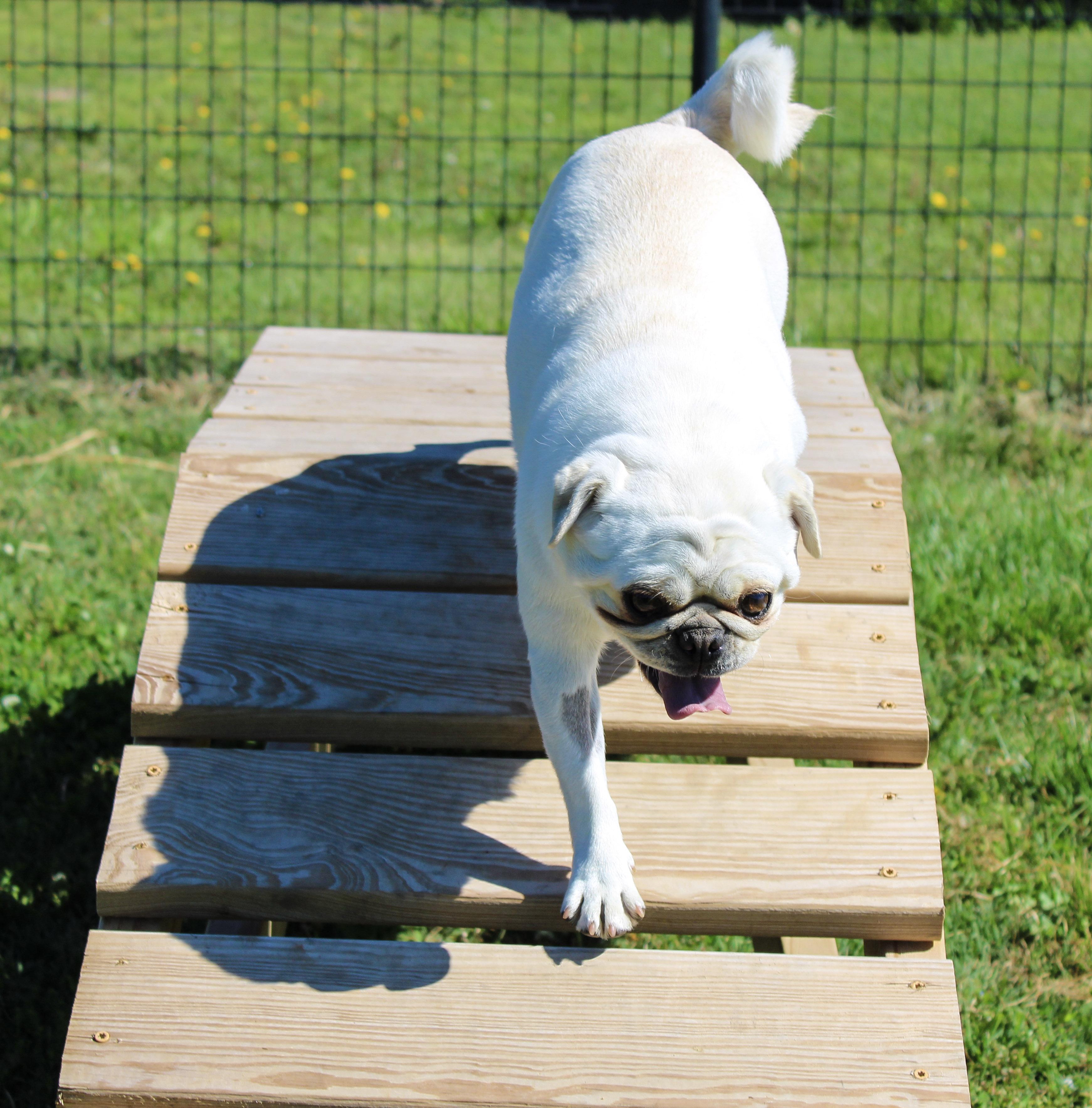 Omelette, an adopted Pug in Neosho, MO image 2/3