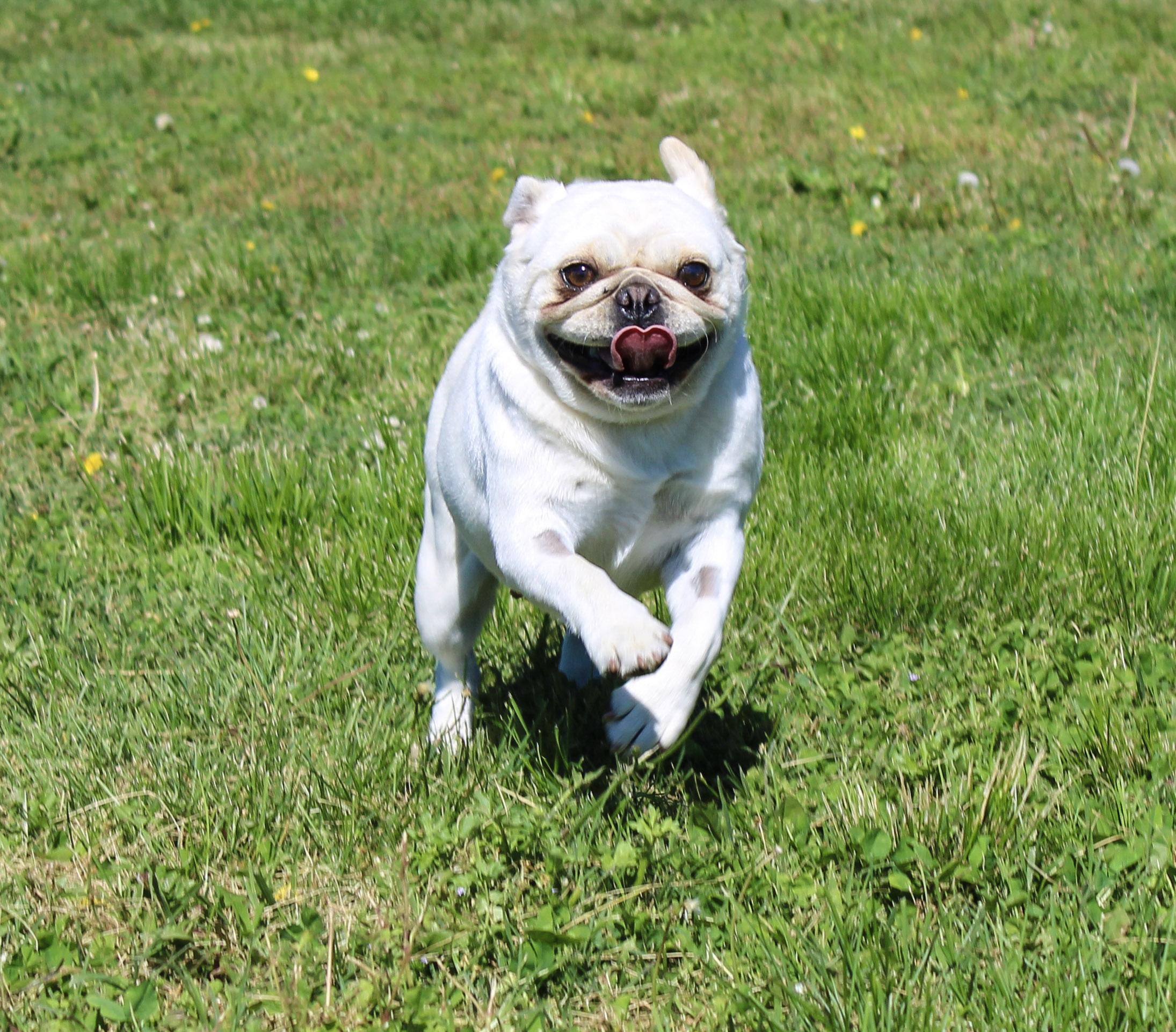 Omelette, an adopted Pug in Neosho, MO image 3/3