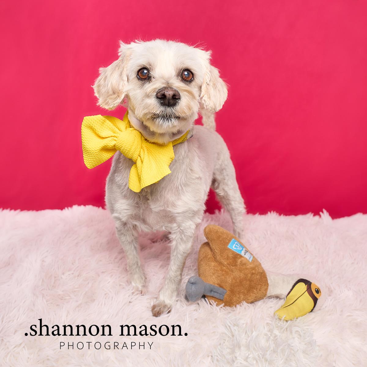 Enlarge Terry, an adopted mixed breed in Las Vegas, NV image 1/1