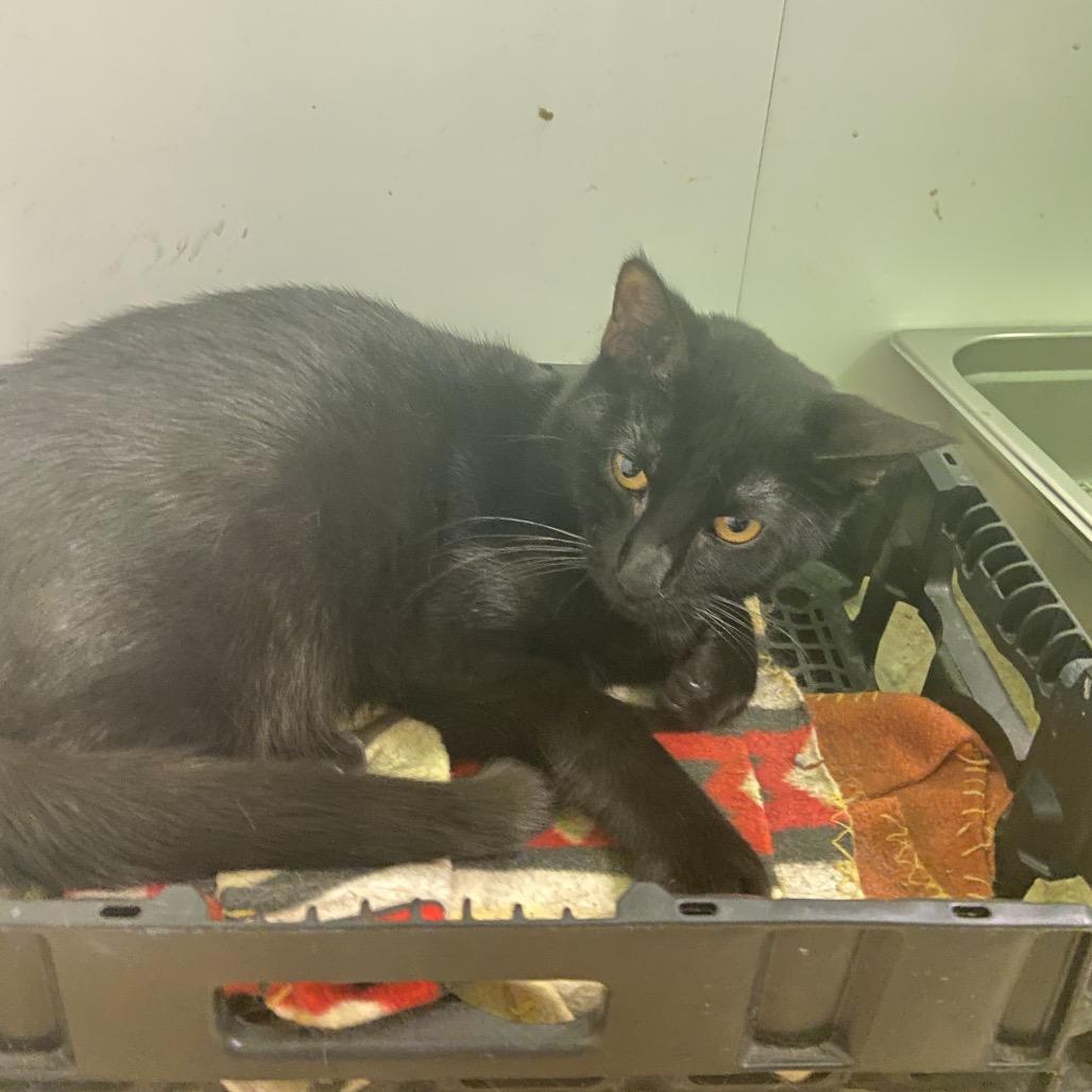 Soot, Adoptable, Young Male Domestic Short Hair.