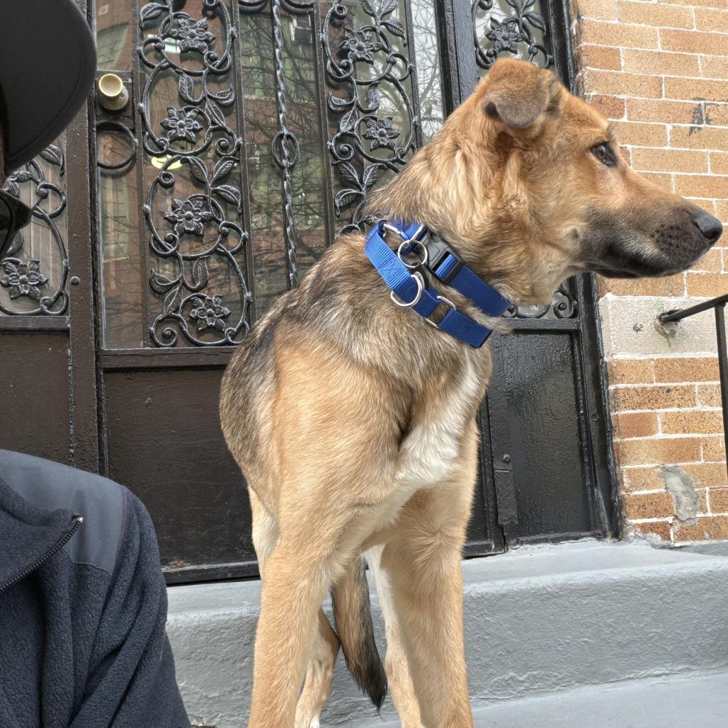 River, Adoptable, Young Male German Shepherd Dog.