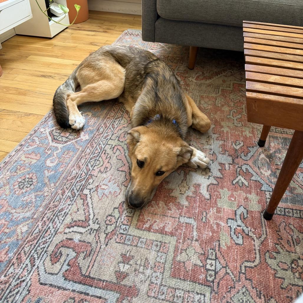 River, a Adoptable German Shepherd Dog in Brooklyn, NY image 2/6