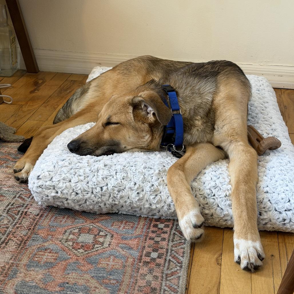 River, a Adoptable German Shepherd Dog in Brooklyn, NY image 3/6