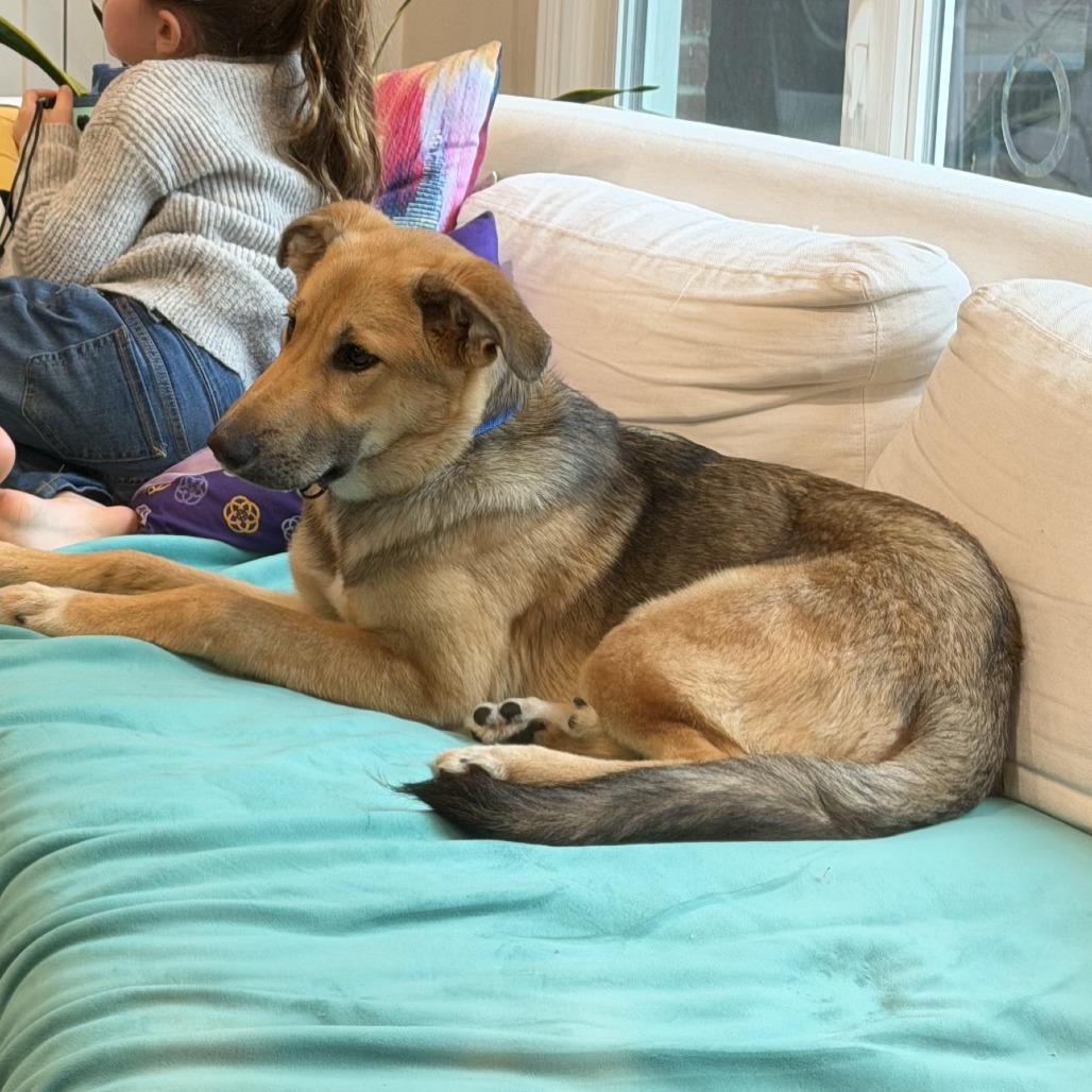 River, a Adoptable German Shepherd Dog in Brooklyn, NY image 4/6