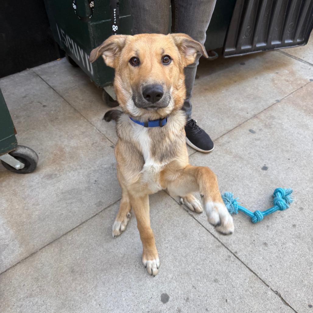 River, a Adoptable German Shepherd Dog in Brooklyn, NY image 5/6