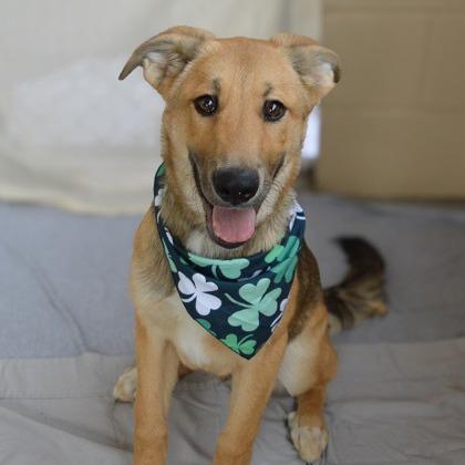 River, a Adoptable German Shepherd Dog in Brooklyn, NY image 6/6