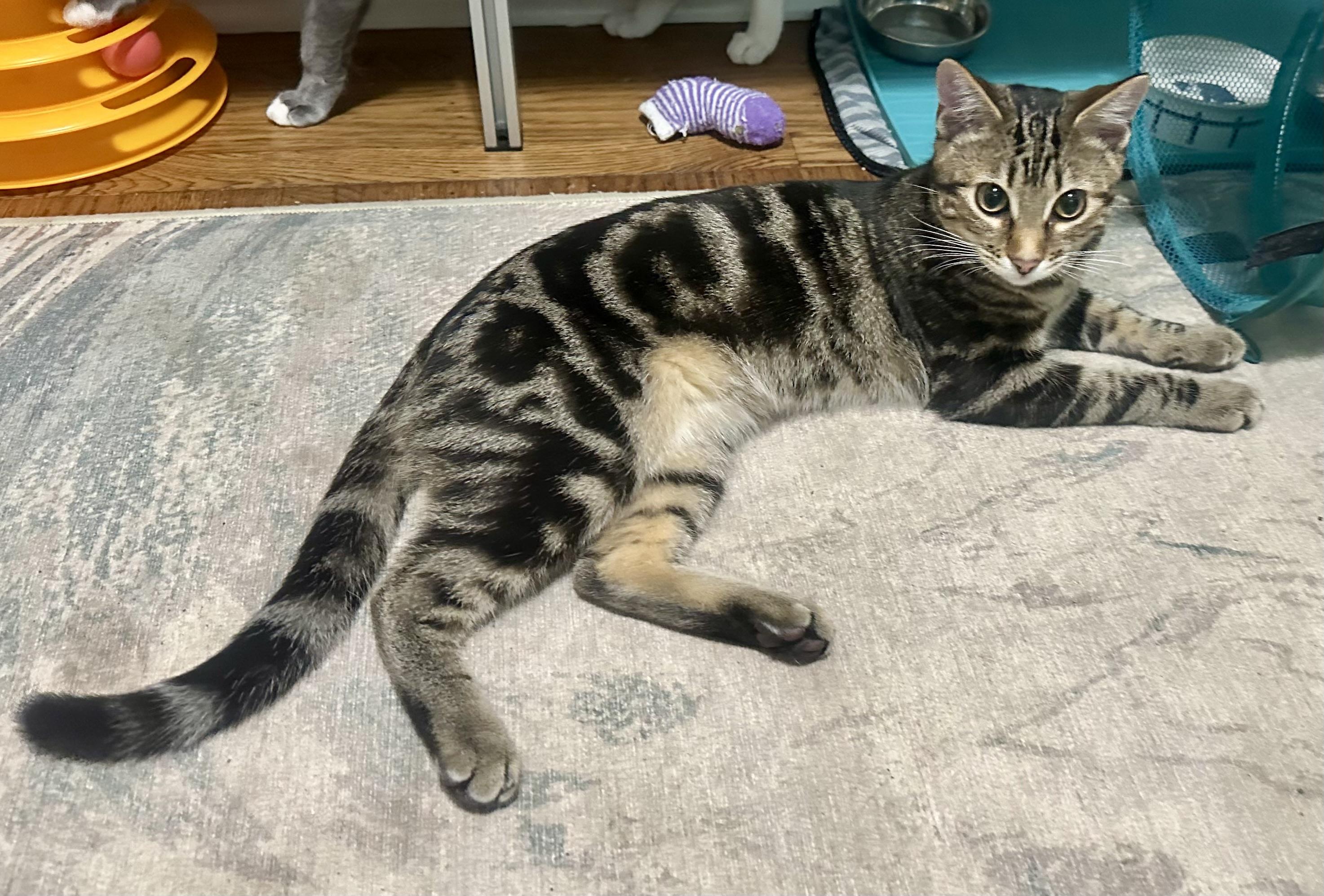 Enlarge Orion II, a Adopted Domestic Short Hair in San Francisco, CA image 1/6