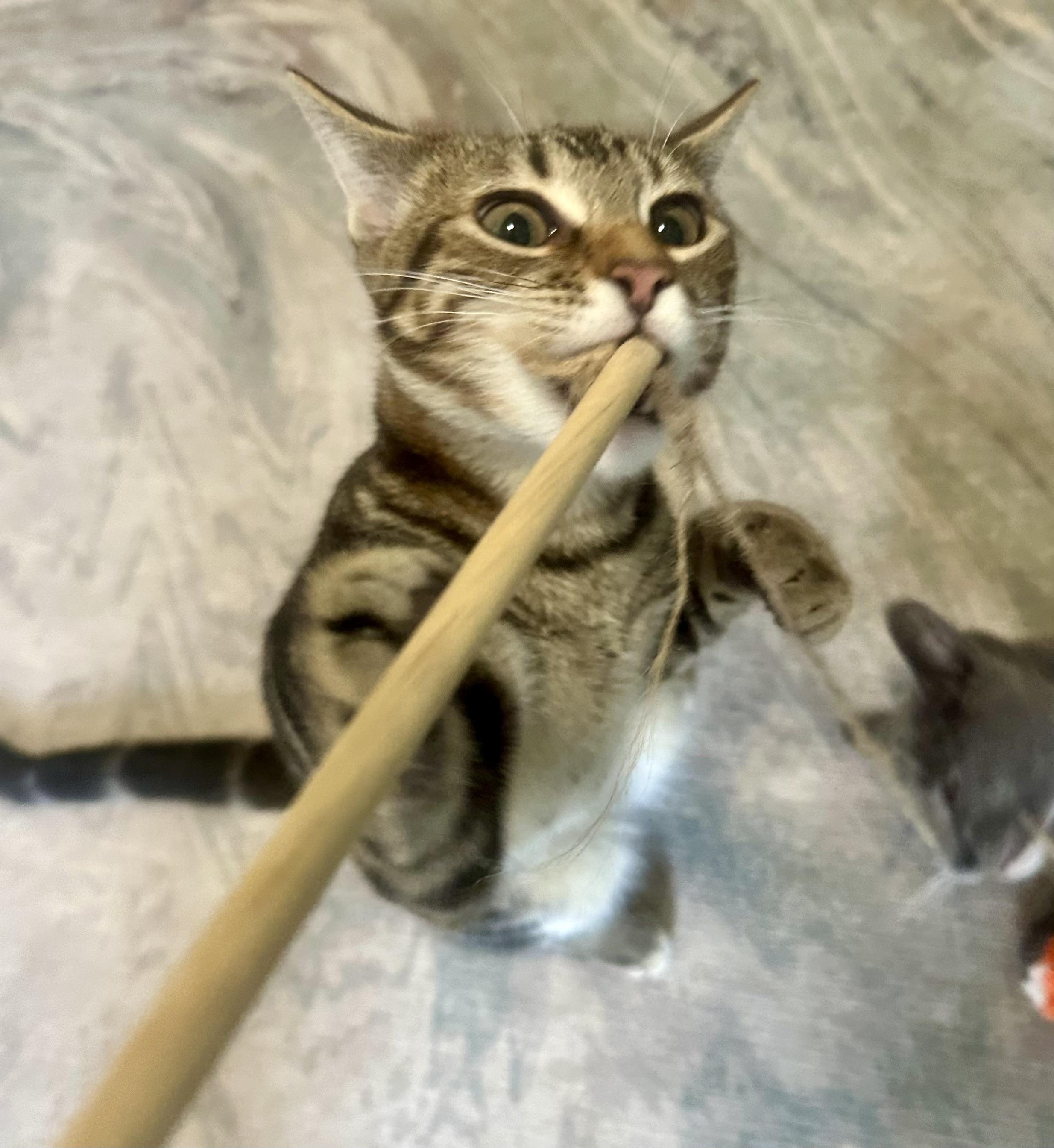 Enlarge Orion II, a Adopted Domestic Short Hair in San Francisco, CA image 2/6