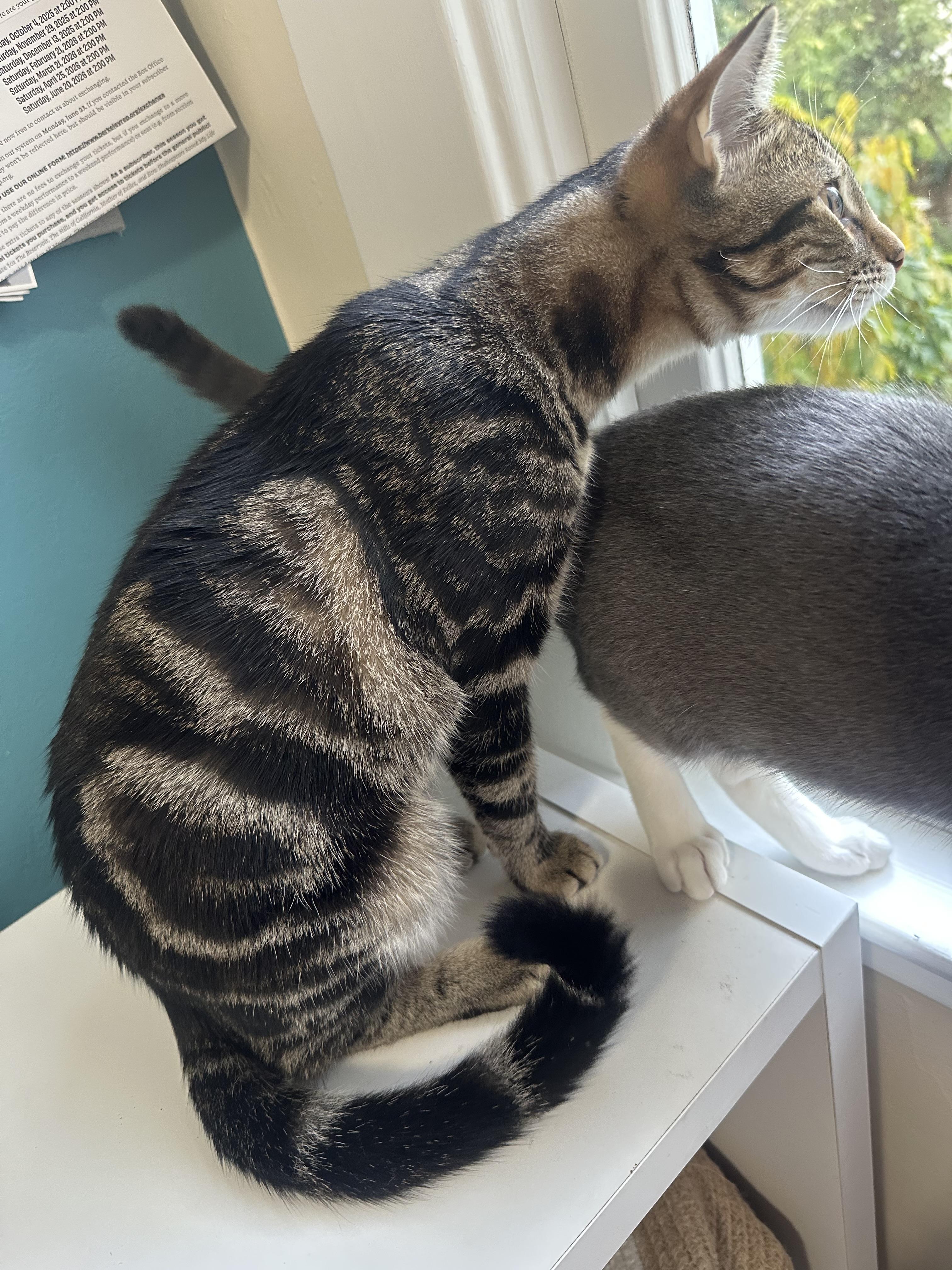 Enlarge Orion II, a Adopted Domestic Short Hair in San Francisco, CA image 3/6