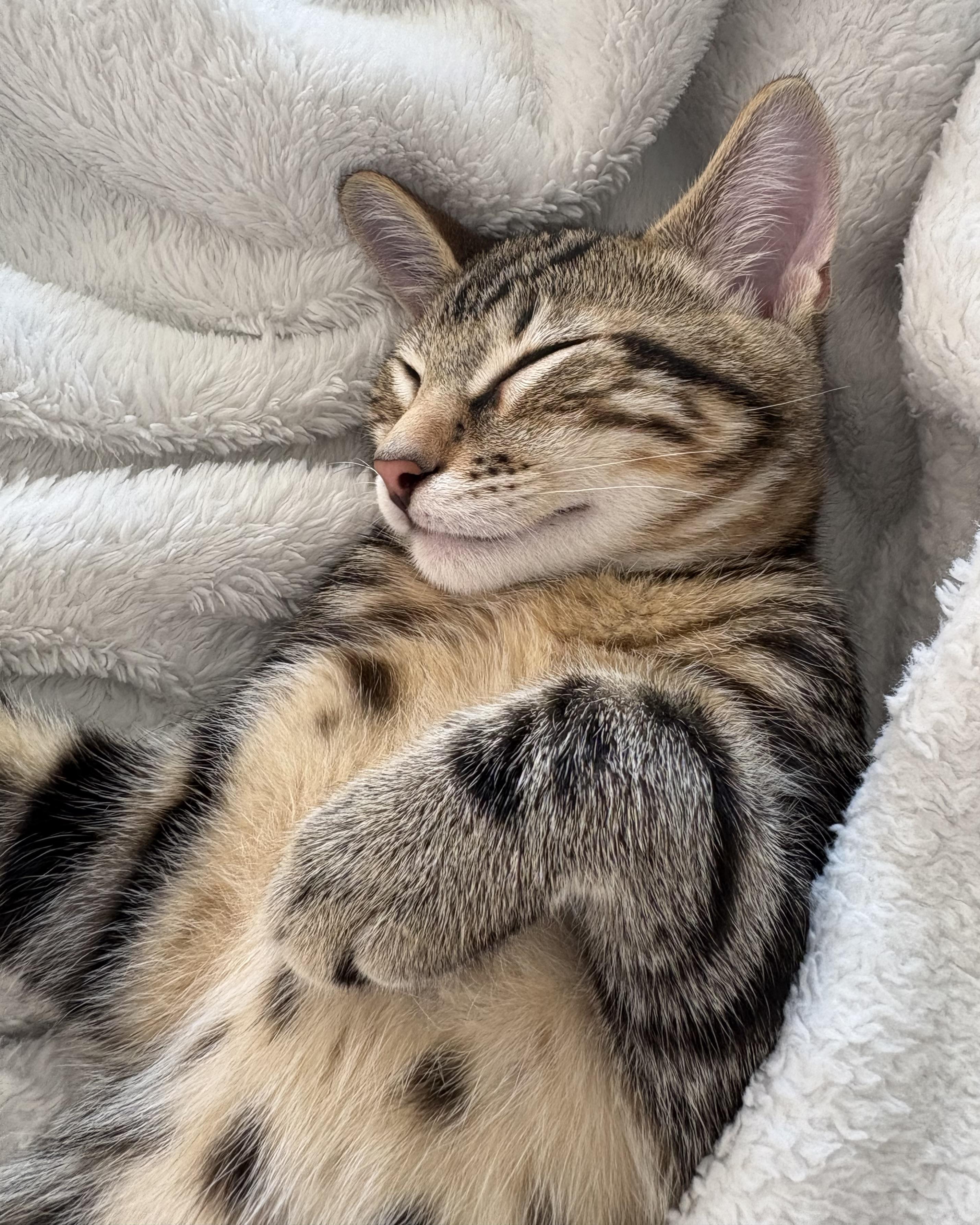 Enlarge Orion II, a Adopted Domestic Short Hair in San Francisco, CA image 5/6