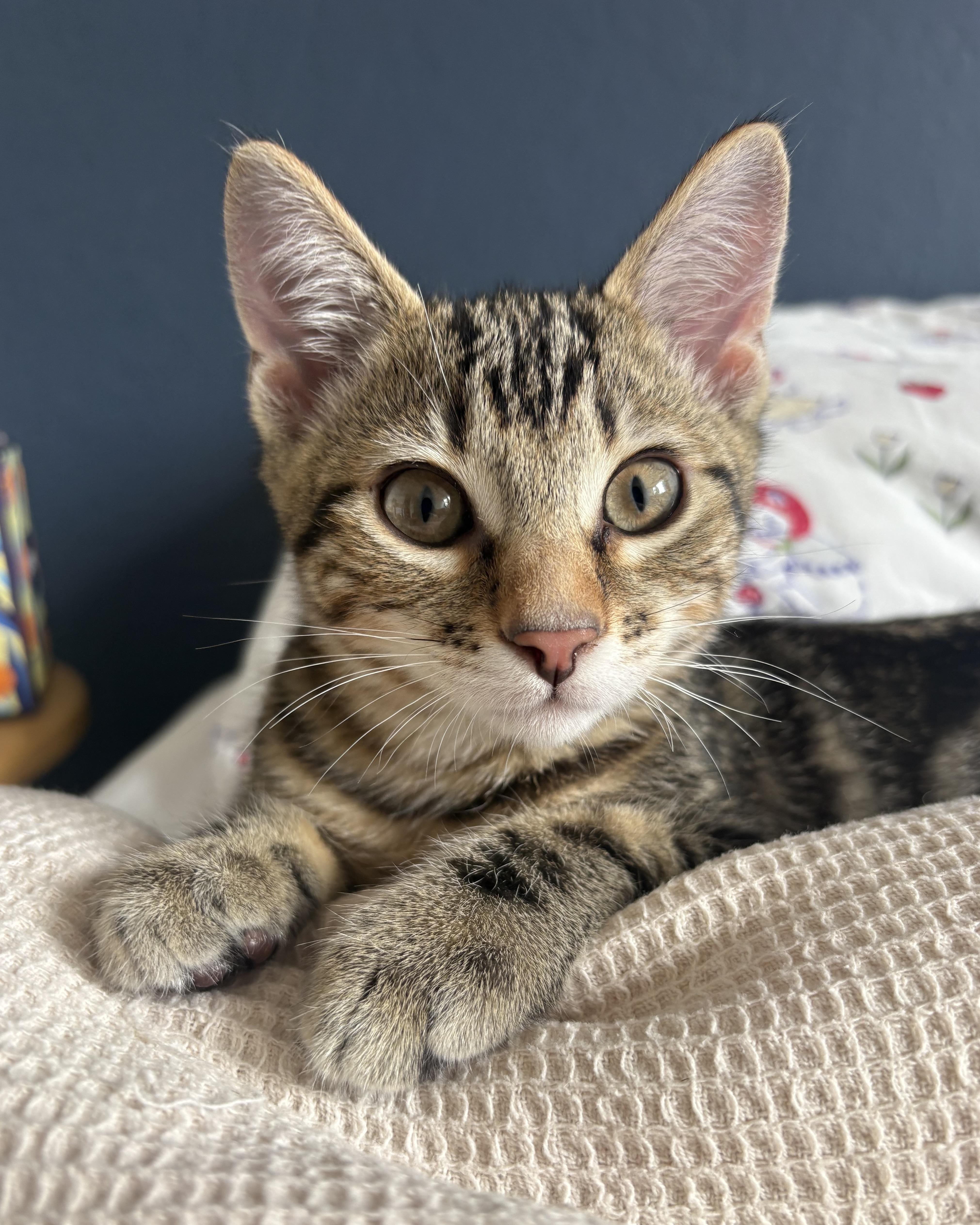 Enlarge Orion II, a Adopted Domestic Short Hair in San Francisco, CA image 6/6