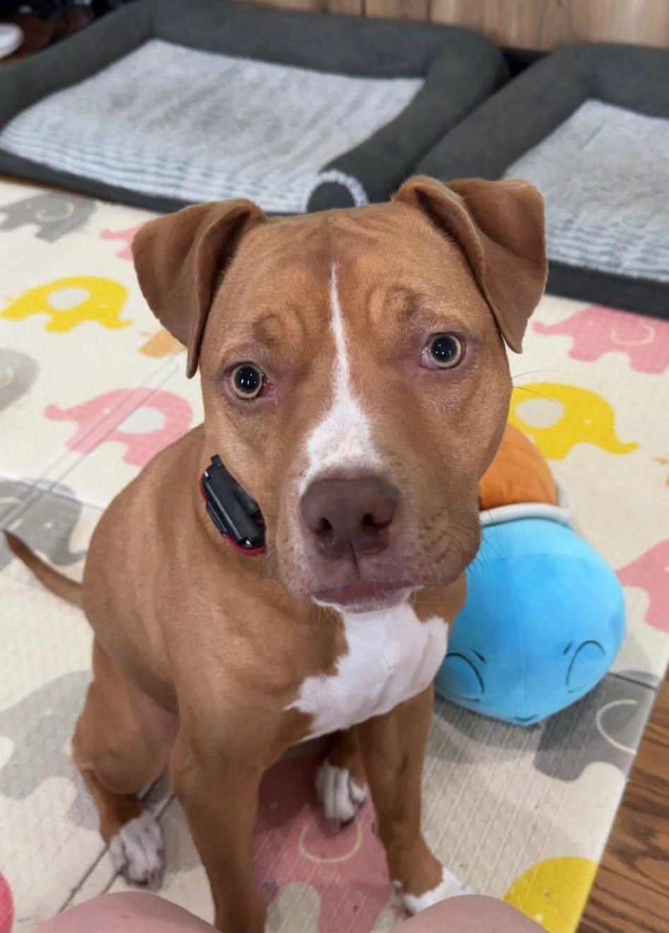 LAILA (RUKIA), an adoptable American Bully, Mixed Breed in Cincinnati, OH, 45252 | Photo Image 3
