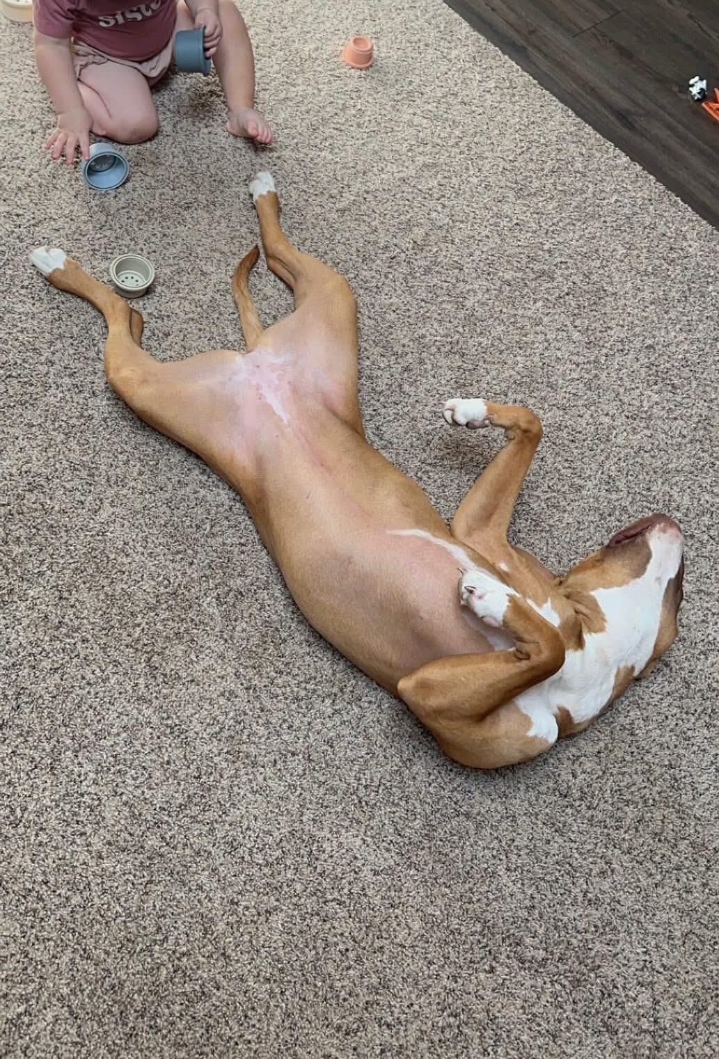 LAILA (RUKIA), an adoptable American Bully, Mixed Breed in Cincinnati, OH, 45252 | Photo Image 4