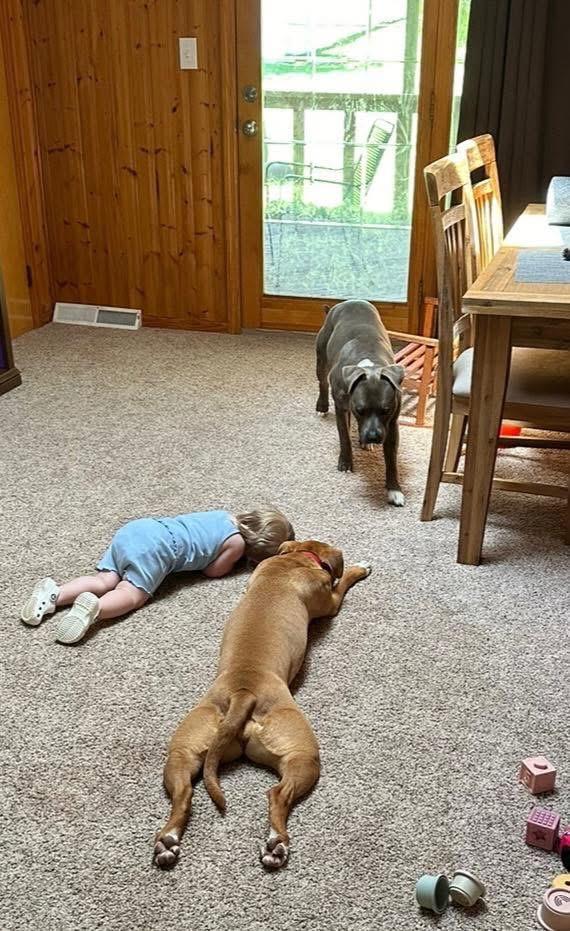 Enlarge LAILA (RUKIA), a Adoptable mixed breed in Cincinnati, OH image 3/5